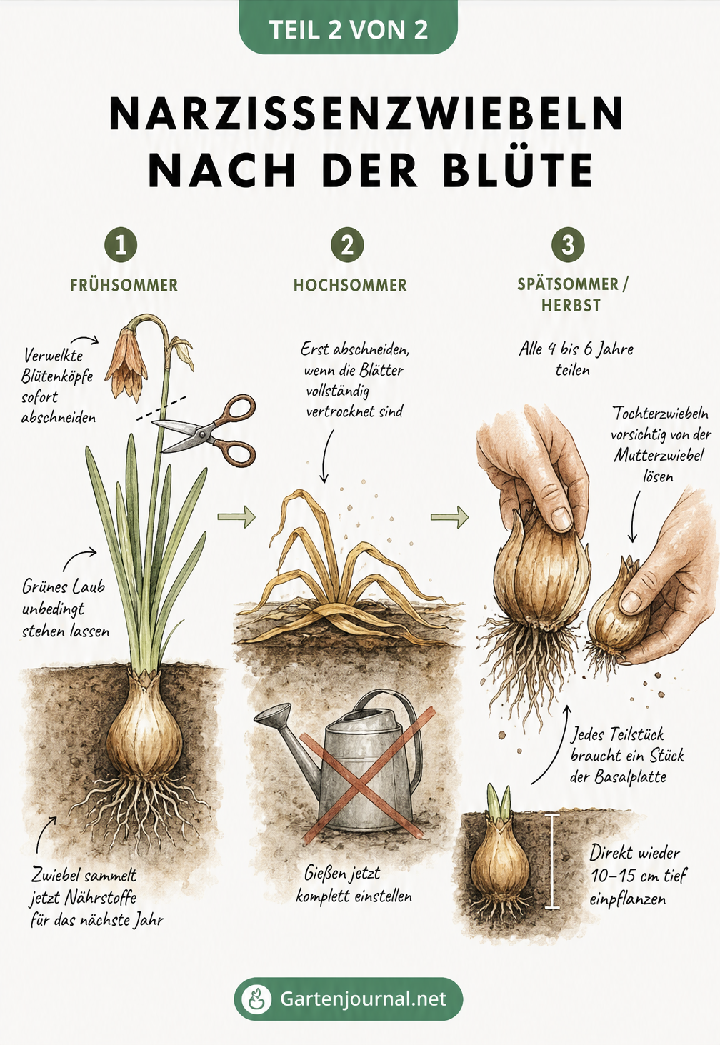 Drei Illustrationen zur Pflege von Narzissen nach der Blüte: Verwelkte Blüten abschneiden, Laub trocknen lassen und Zwiebeln teilen