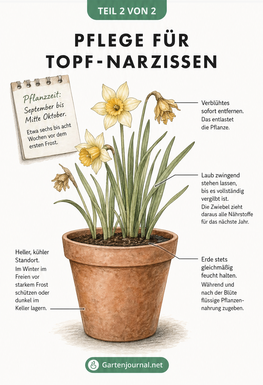 Illustration einer blühenden Narzisse im Topf mit Pflegehinweisen zu Gießen, Düngen und dem Umgang mit verblühten Blüten.
