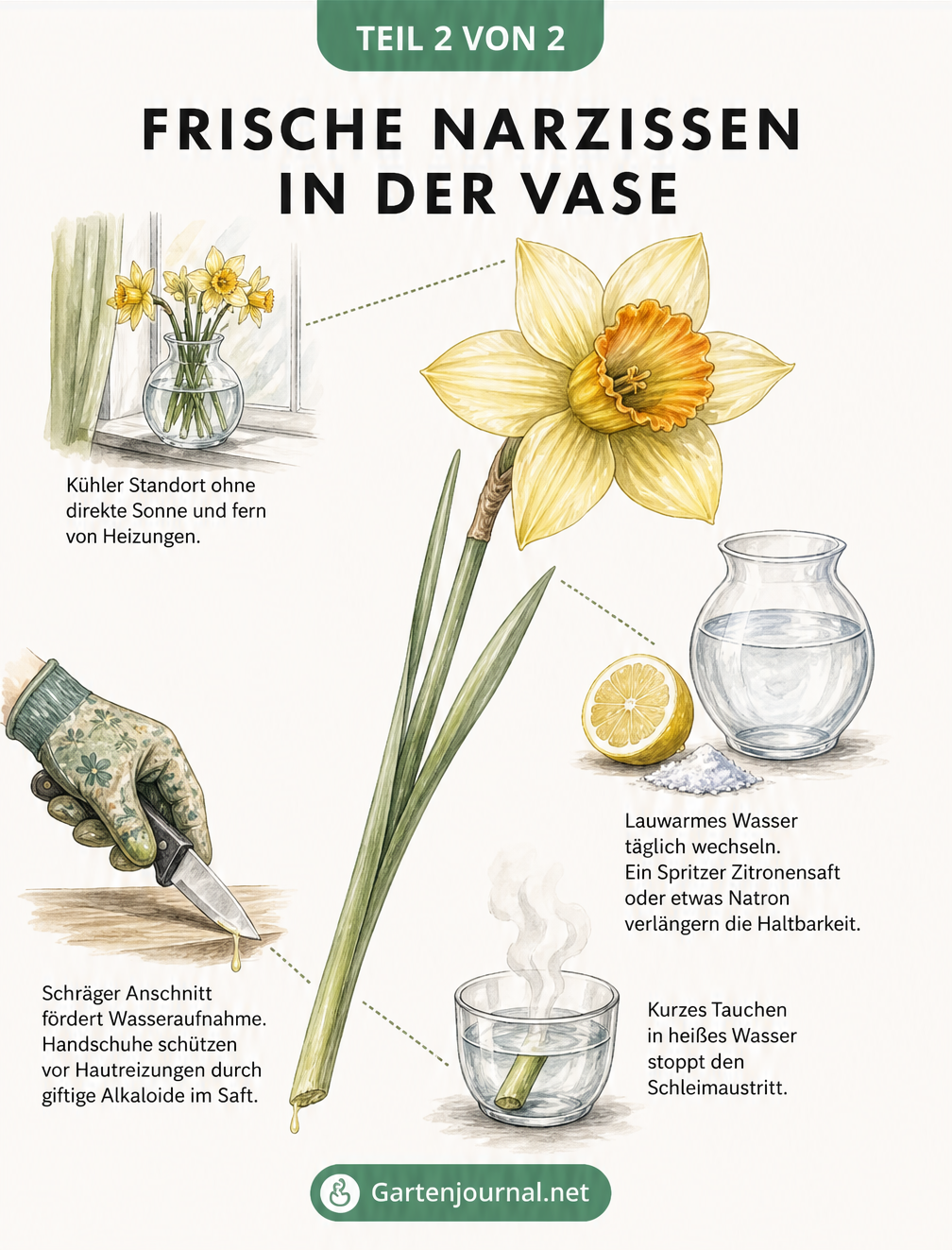 Skizze einer Narzisse mit vier Pflegetipps für die Vase: kühler Standort, schräger Anschnitt, heißes Wasser gegen Schleim und täglicher Wasserwechsel.
