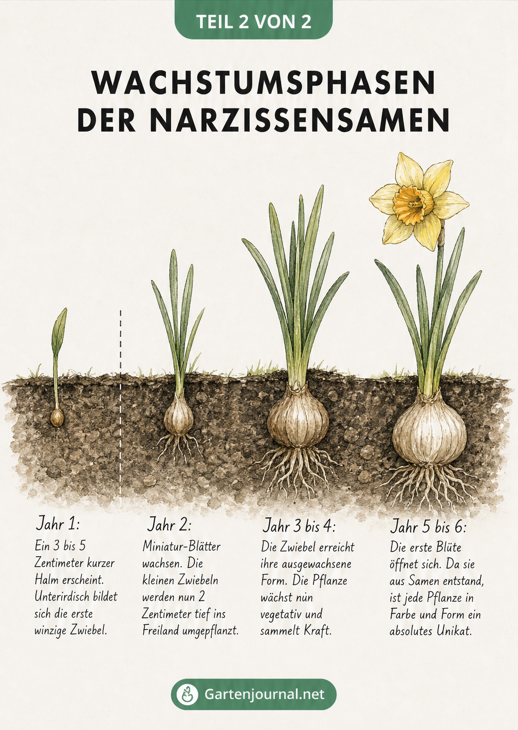 Zeichnung der Wachstumsphasen von Narzissensamen über mehrere Jahre vom ersten Trieb bis zur Blüte