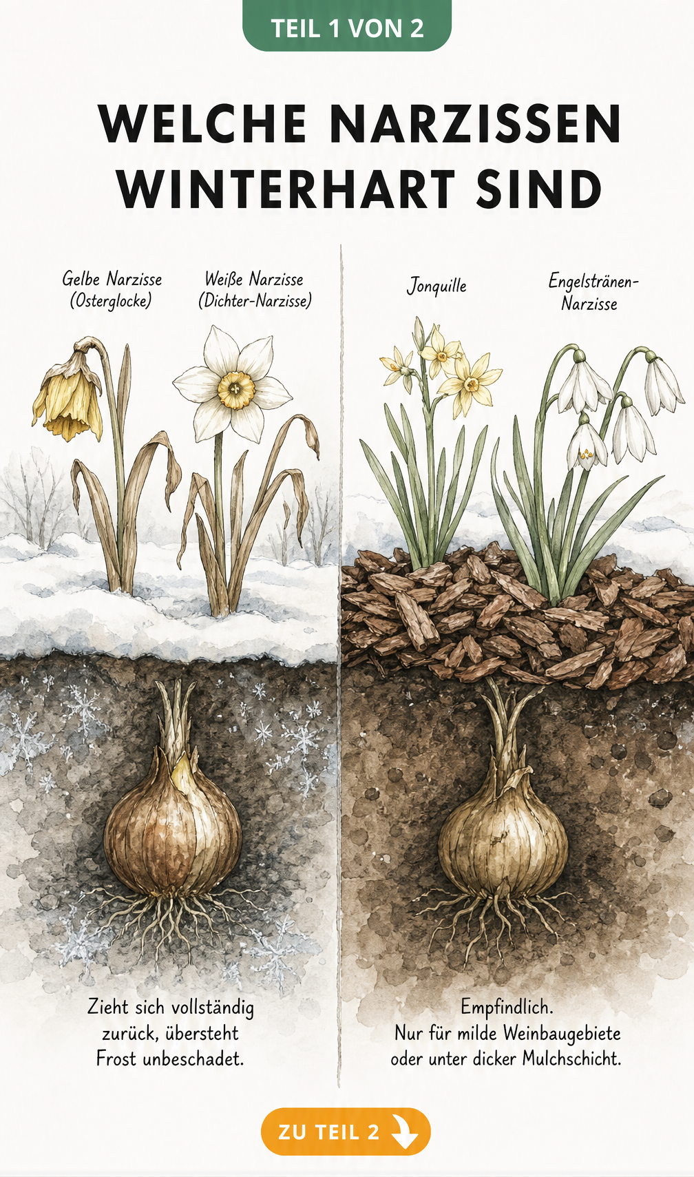 Querschnitt eines Gartenbeets im Winter: Robuste Narzissen überstehen Frost, empfindliche Sorten benötigen eine dicke Mulchschicht.