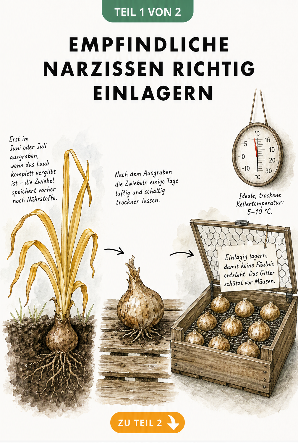 Illustration: Narzissenzwiebeln ausgraben, trocknen und in einer Holzkiste bei 5 bis 10 Grad einlagern