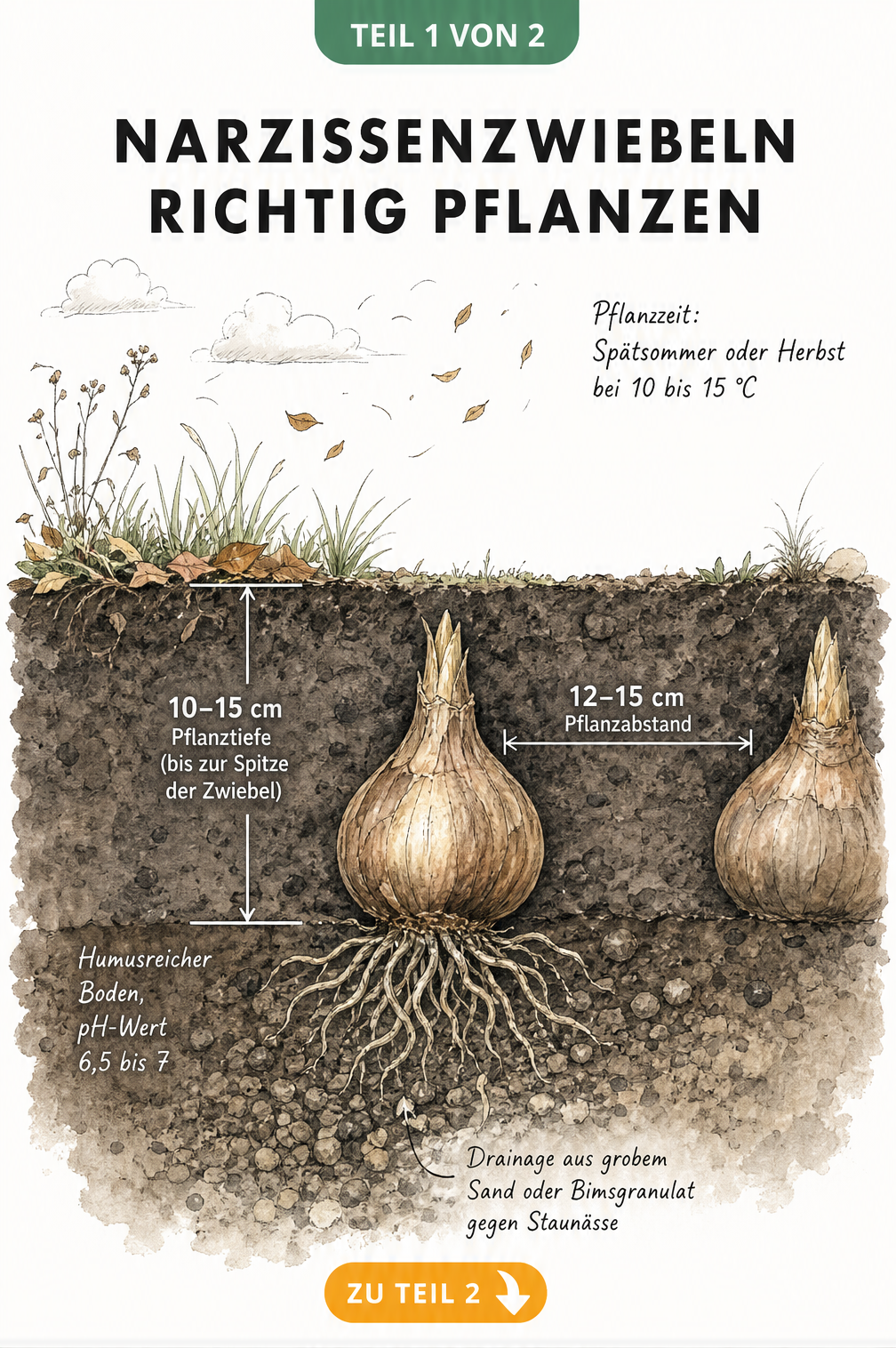 Botanische Querschnitt-Zeichnung eines Gartenbeets mit einer Narzissenzwiebel, die Pflanztiefe und Pflanzabstand zeigt.