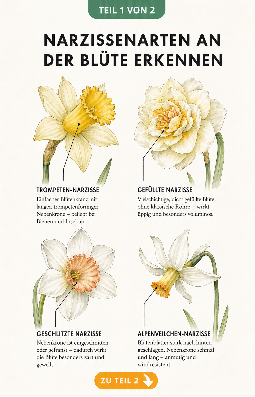Botanische Illustration von vier Narzissenarten: Trompeten-Narzisse, Gefüllte Narzisse, Geschlitzte Narzisse und Alpenveilchen-Narzisse mit ihren Merkmalen.