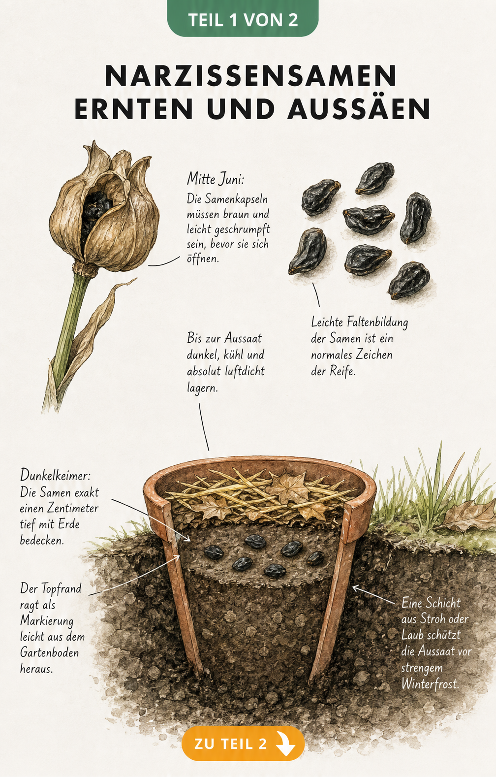 Botanische Illustration von Narzissensamen bei der Ernte und einem Erdschnitt zur Aussaat im Topf
