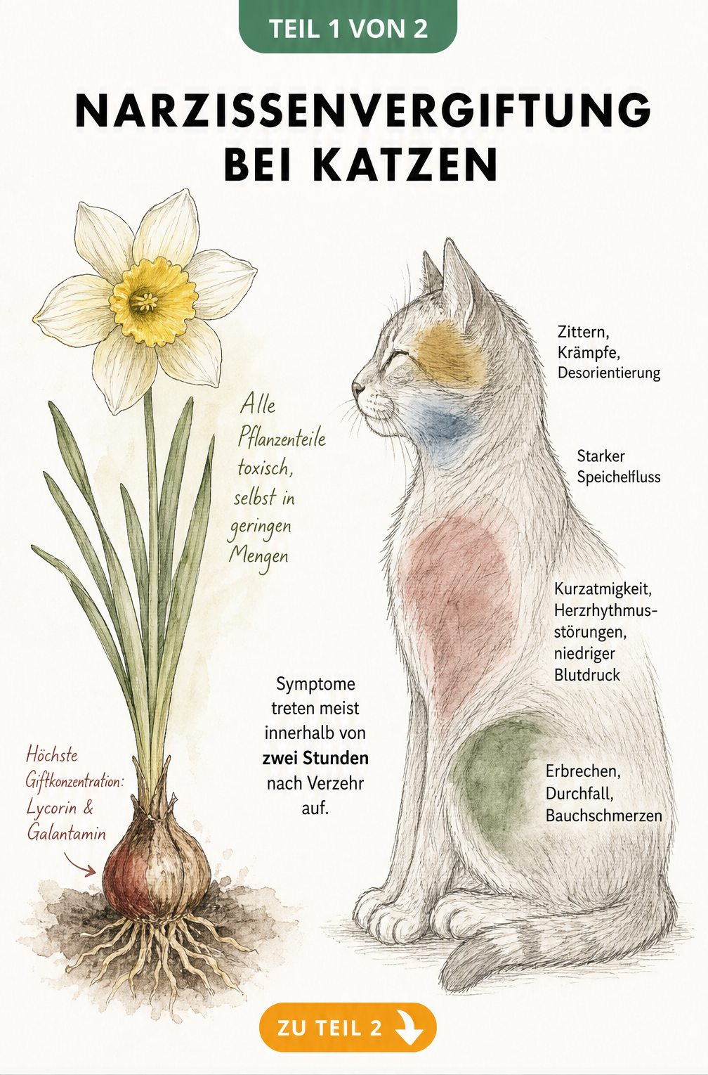 Botanische Illustration einer Narzisse und anatomische Zeichnung einer Katze mit Symptomen einer Vergiftung
