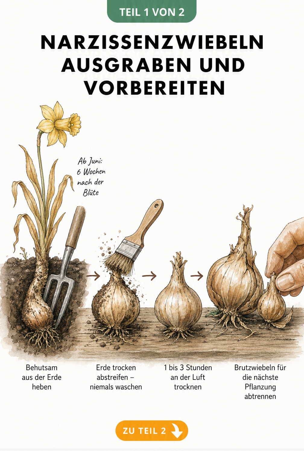 Illustration einer Narzissenzwiebel beim Ausgraben mit einer Grabegabel und anschließender Trocknung an der Luft