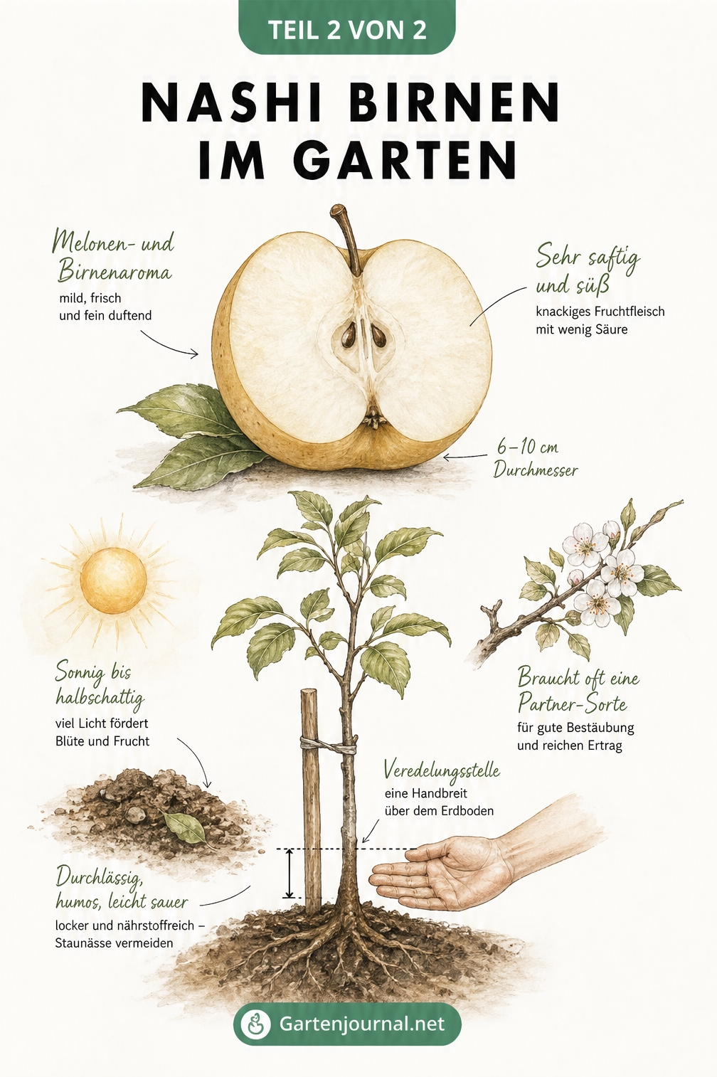 Botanische Zeichnung einer aufgeschnittenen Nashi-Birne und eines jungen Baumes mit Hinweisen zu Standort und Pflanzung.