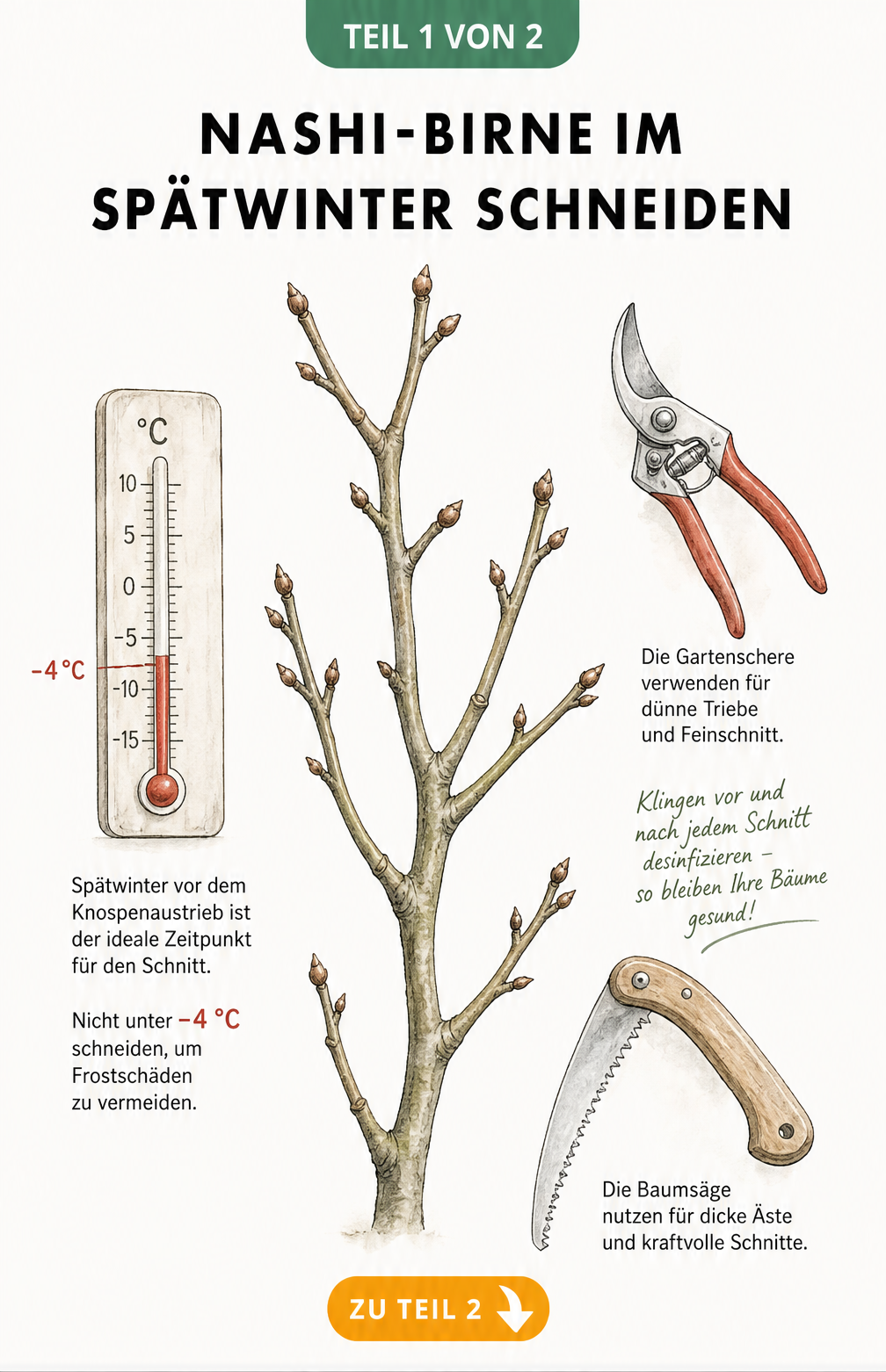 Botanische Illustration eines Nashi-Birnen-Zweigs im Spätwinter mit Thermometer bei minus vier Grad, Gartenschere und Baumsäge