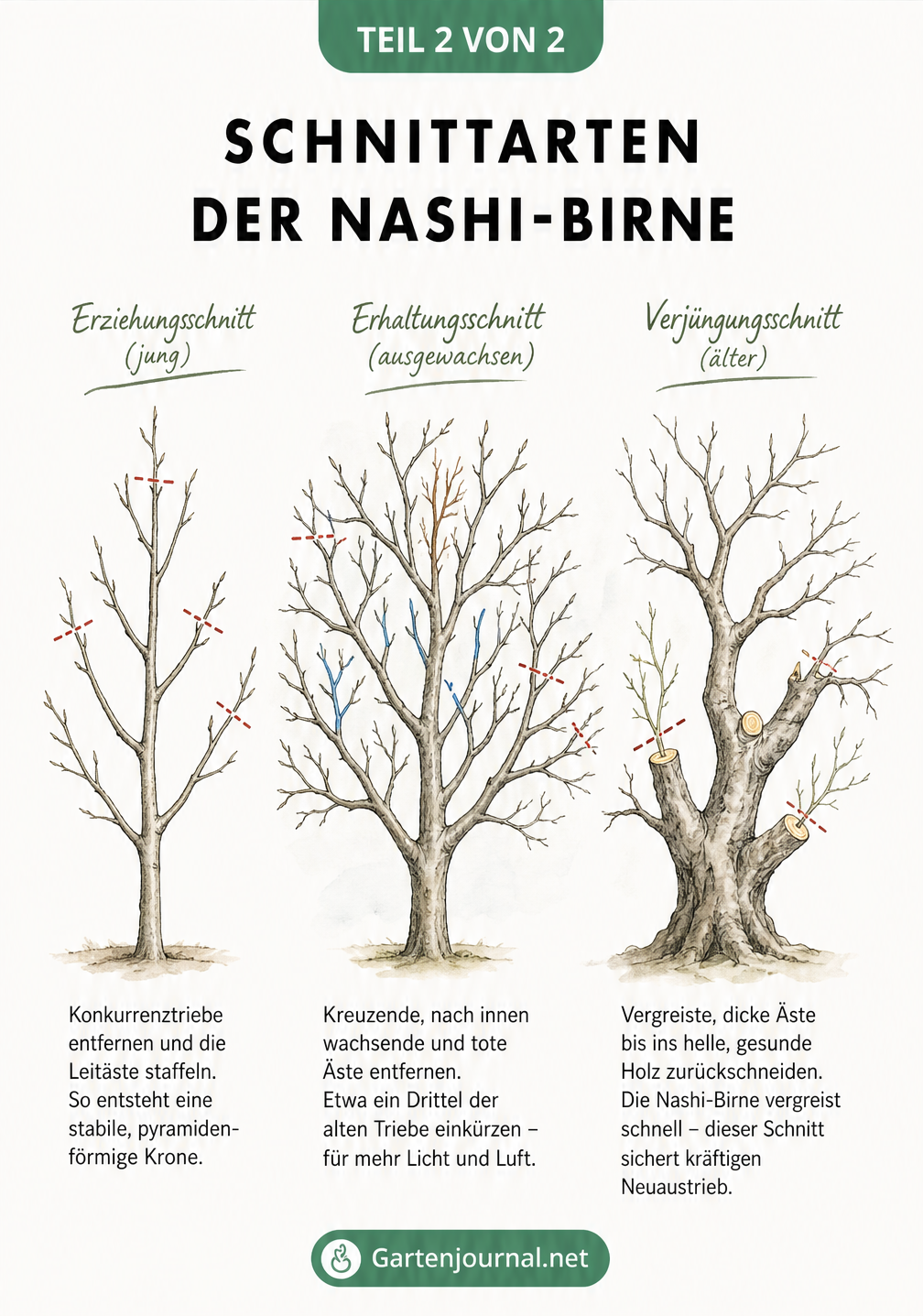 Skizze von drei Nashi-Birnen-Bäumen, die den Erziehungsschnitt, Erhaltungsschnitt und Verjüngungsschnitt zeigen