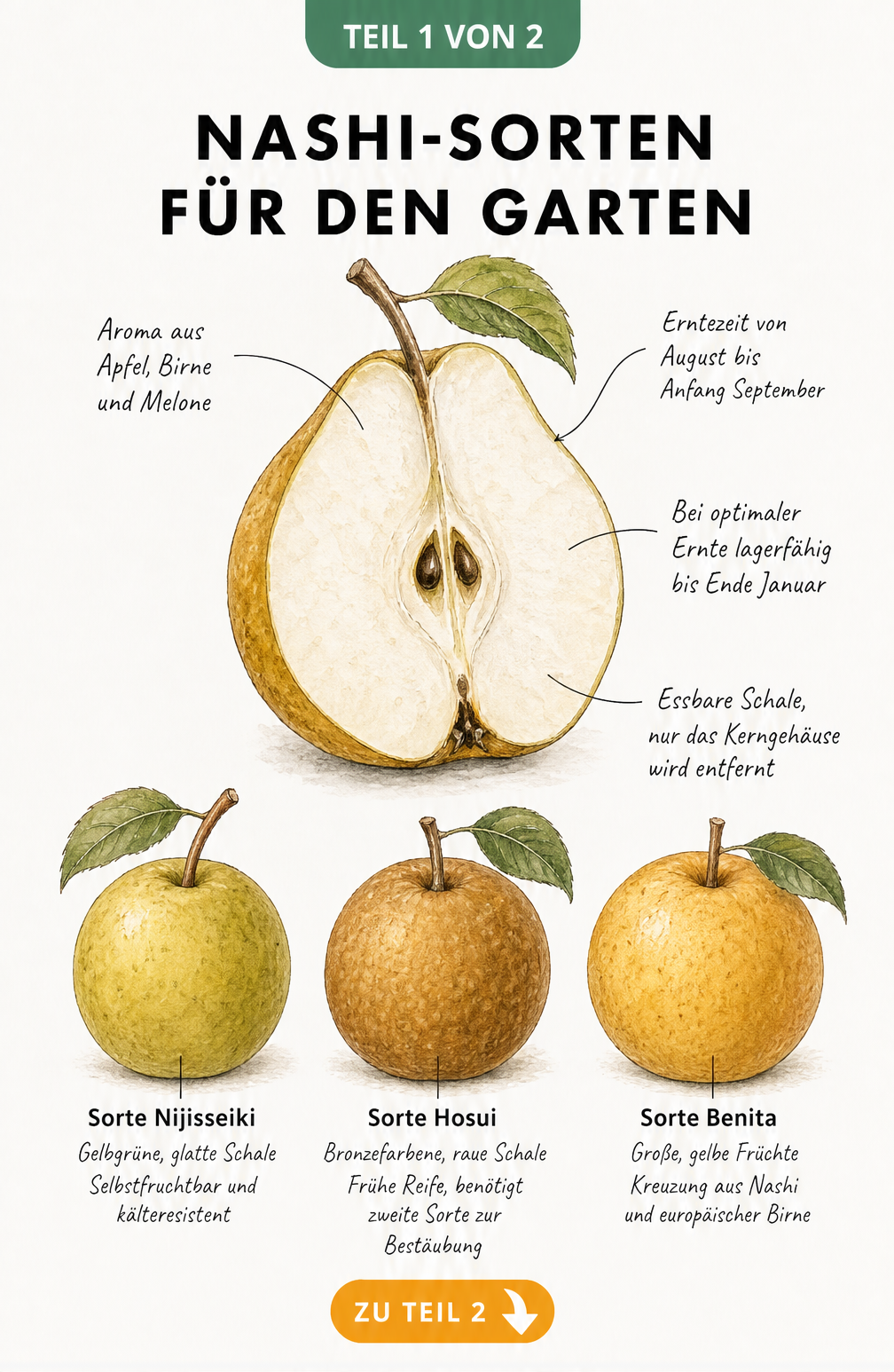 Aquarell-Illustration einer Nashi-Birne mit aufgeschnittener Frucht und drei Sorten im Vergleich: Nijisseiki, Hosui und Benita