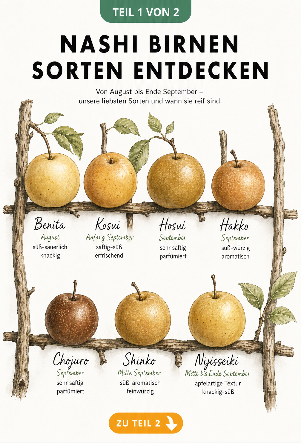 Illustration von sieben Nashi-Birnen-Sorten auf einer Holzleiter, geordnet nach Reifezeit von August bis September.