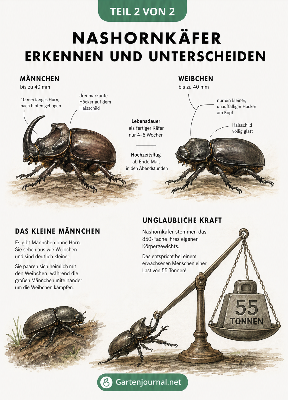 Zeichnung eines Nashornkäfer-Männchens mit Horn und eines Weibchens ohne Horn, sowie ein kleines Männchen ohne Horn.