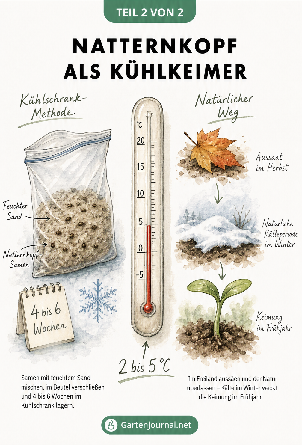 Illustration der Kaltstratifikation von Natternkopf-Samen im Kühlschrank und im Freiland
