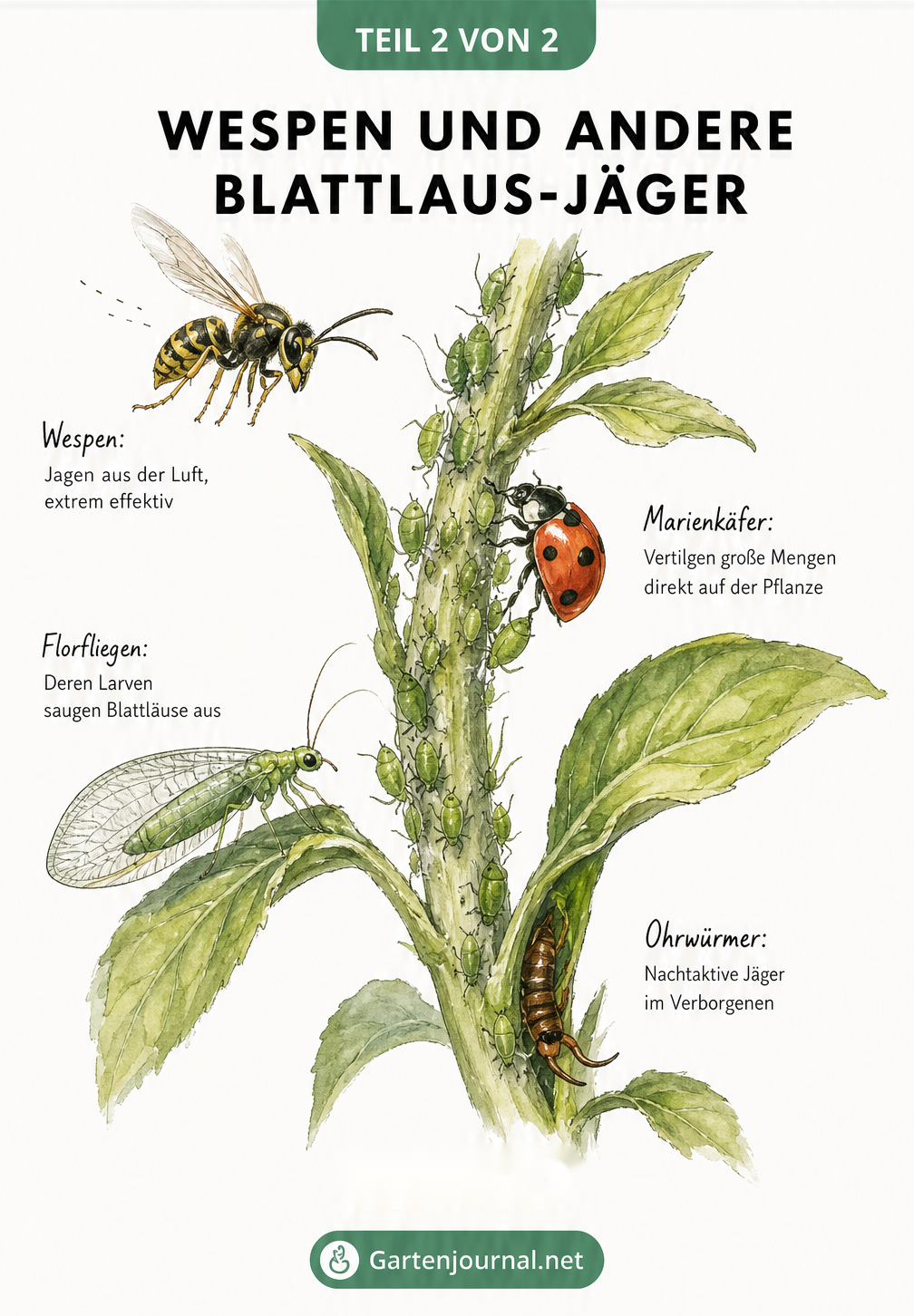 Aquarell-Illustration der natürlichen Fressfeinde von Blattläusen: Wespe, Marienkäfer, Florfliege und Ohrwurm an einem Pflanzenstängel