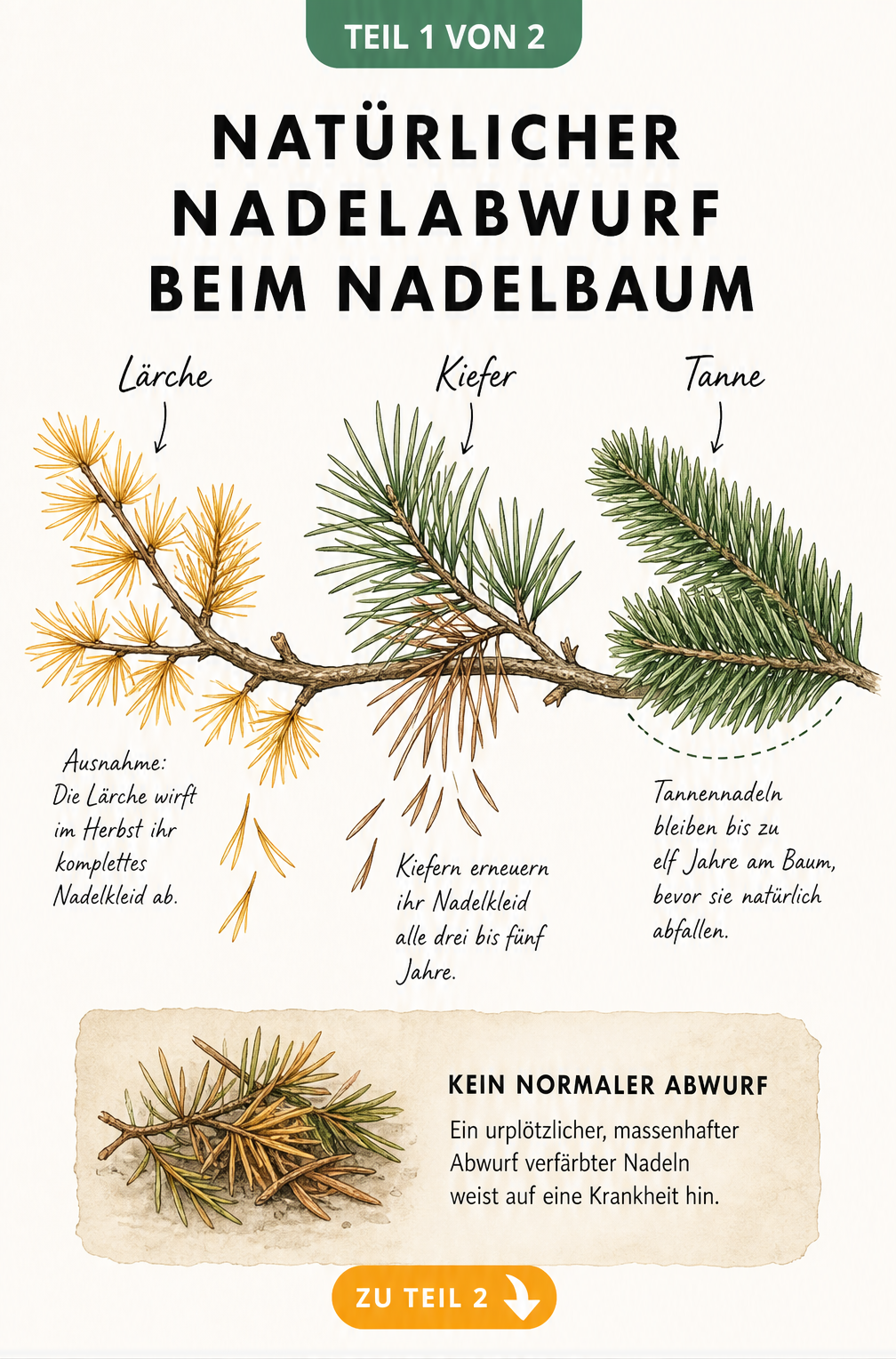 Illustration der natürlichen Nadelabwurf-Zyklen von Lärche, Kiefer und Tanne
