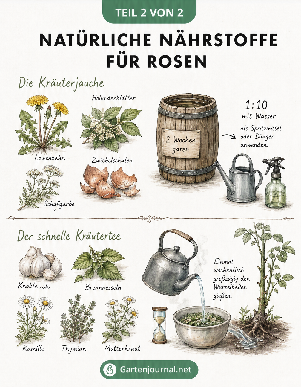 Illustration von Kräutern wie Löwenzahn, Brennnessel und Kamille zur Herstellung von natürlichem Rosendünger als Kräuterjauche und Kräutertee