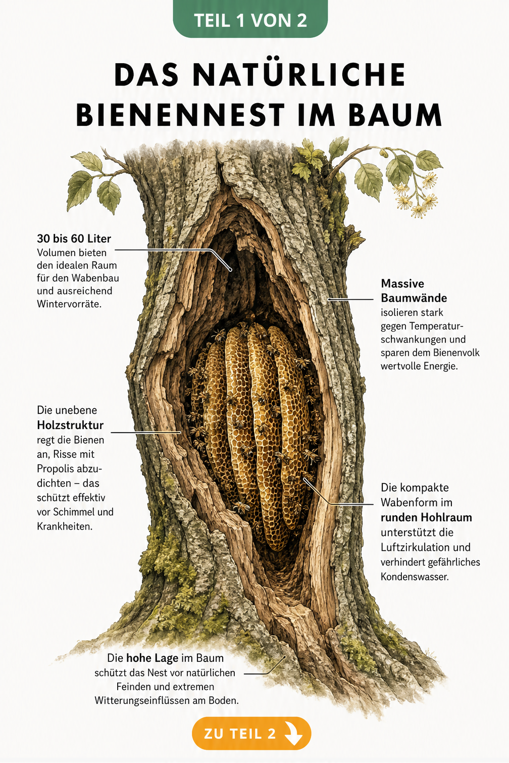 Querschnitt eines dicken Laubbaumstamms mit einem wilden Bienenvolk in der Baumhöhle
