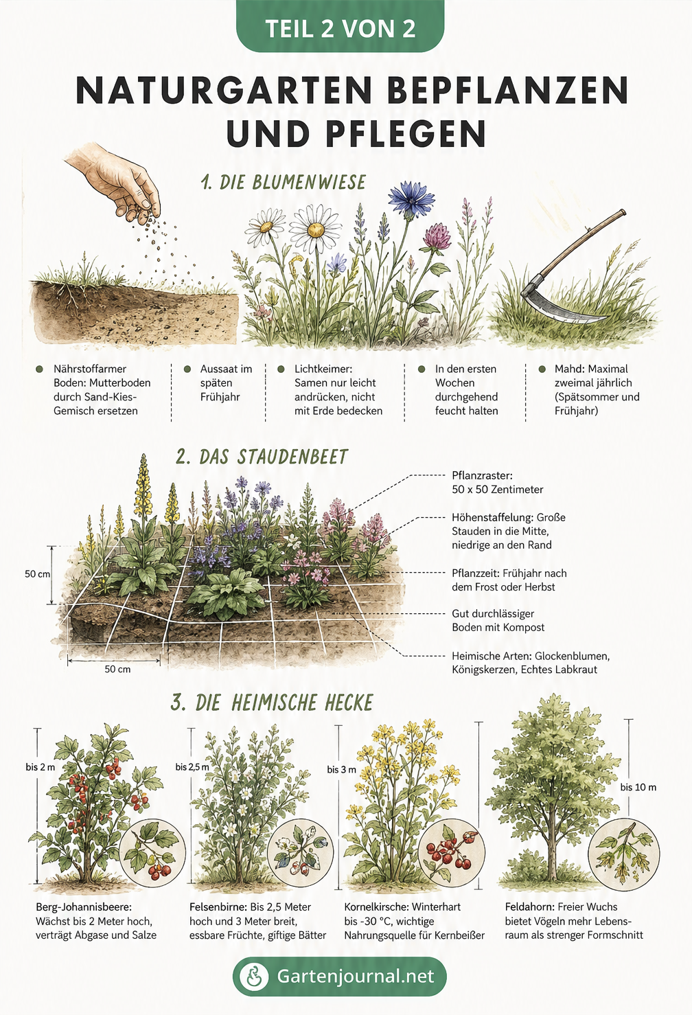 Illustrationen zur Bepflanzung von Blumenwiese, Staudenbeet und heimischer Hecke