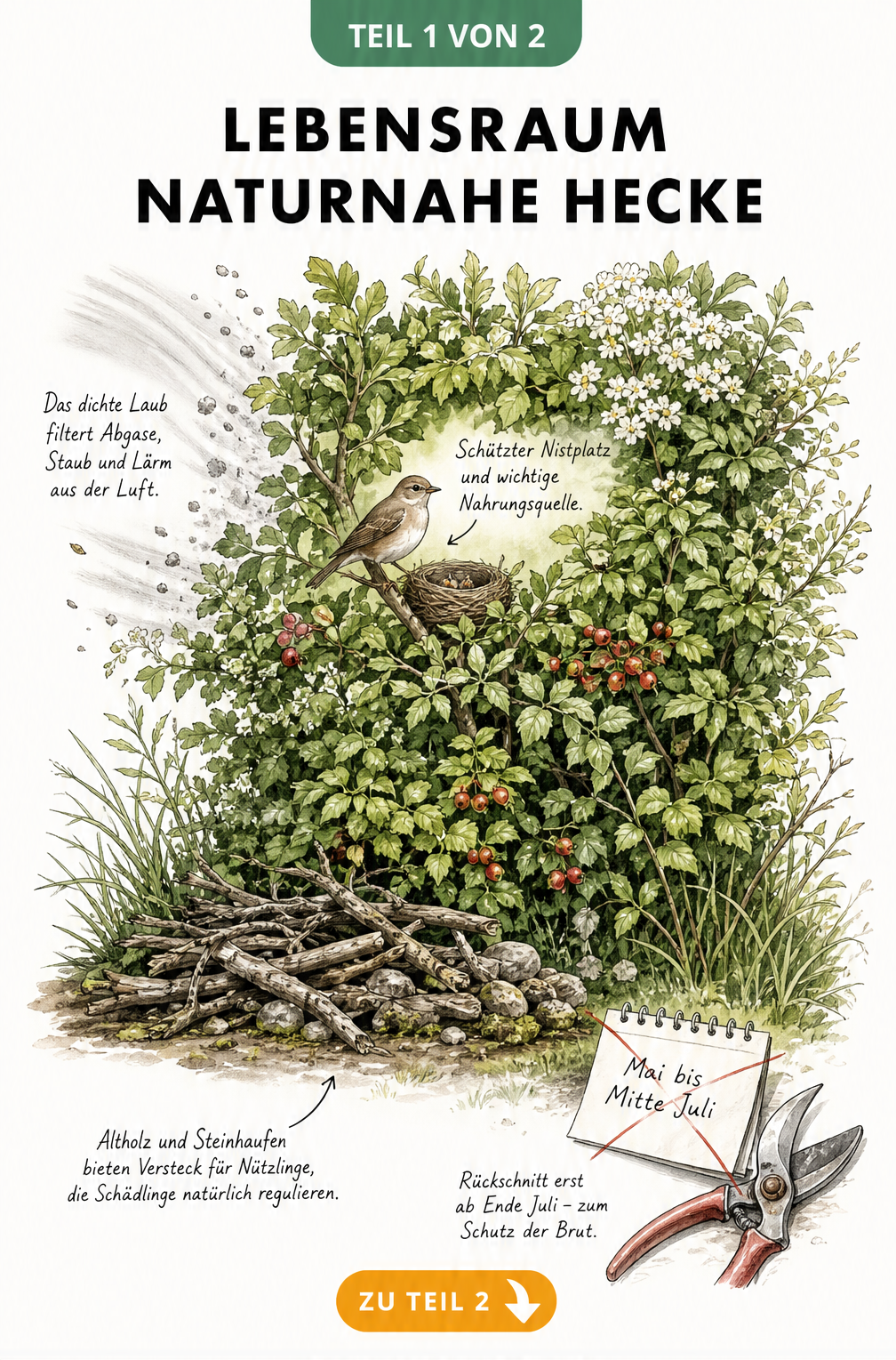 Querschnitt einer naturnahen Hecke mit Vogel im Nest, Beeren und Altholzhaufen am Boden