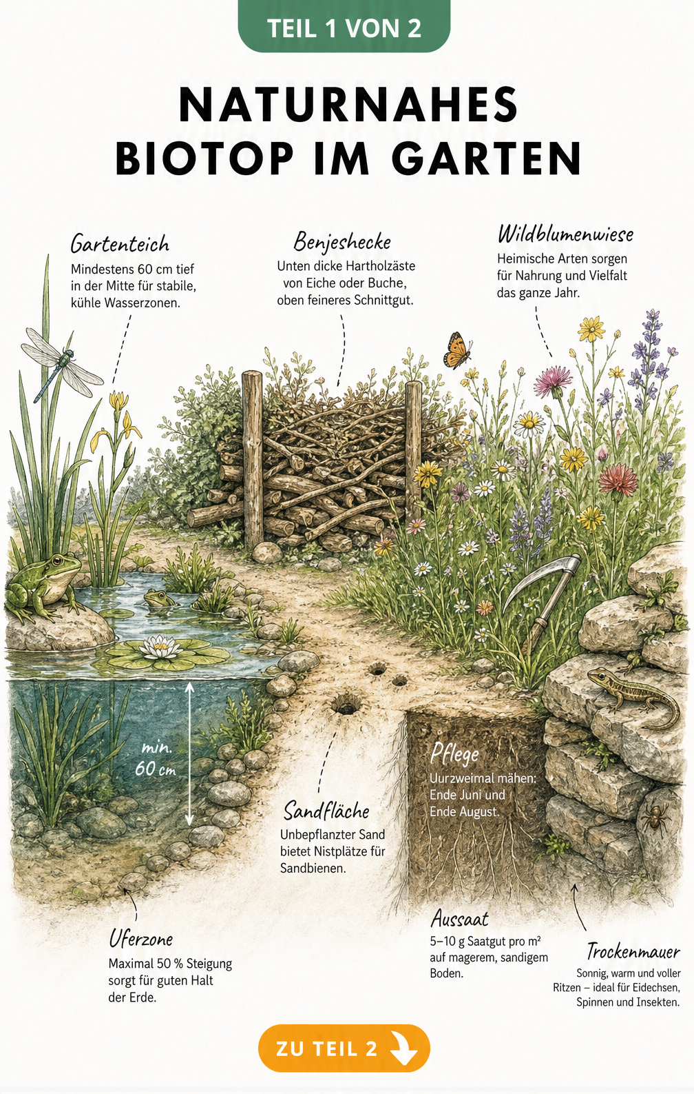 Querschnitt eines naturnahen Biotops im Garten mit Gartenteich, Benjeshecke und Wildblumenwiese