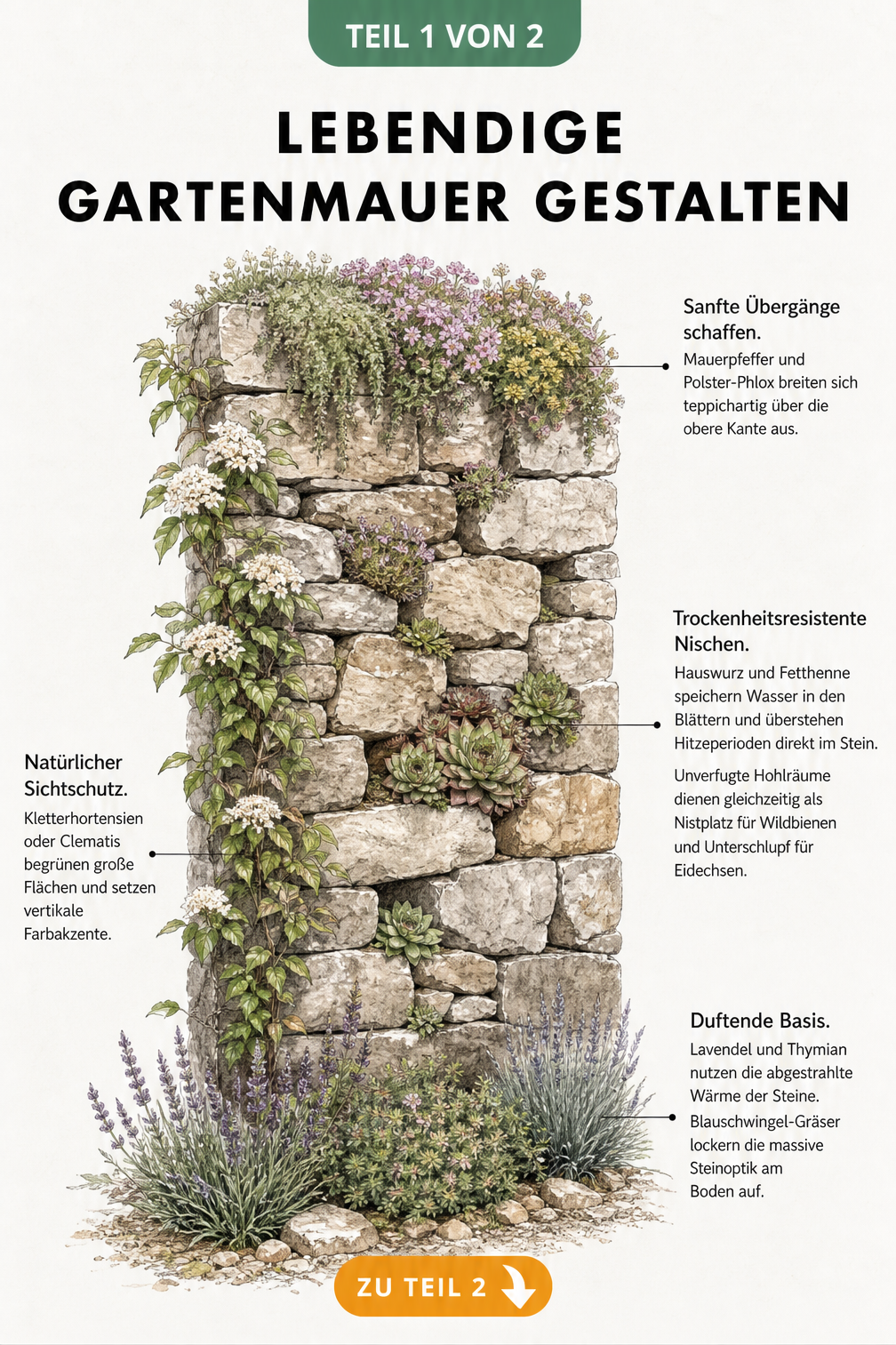 Handgezeichnete Illustration einer Naturstein-Trockenmauer mit Bepflanzung in drei Vegetationszonen