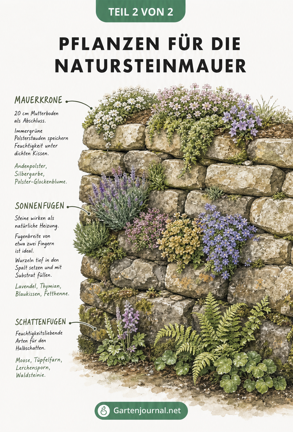 Illustration einer bepflanzten Trockenmauer mit Pflanzen für Mauerkrone, Sonnenfugen und Schattenfugen