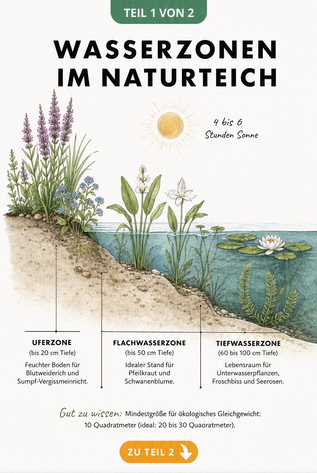 Querschnitt eines Naturteichs mit Uferzone, Flachwasserzone und Tiefwasserzone sowie passenden Pflanzen