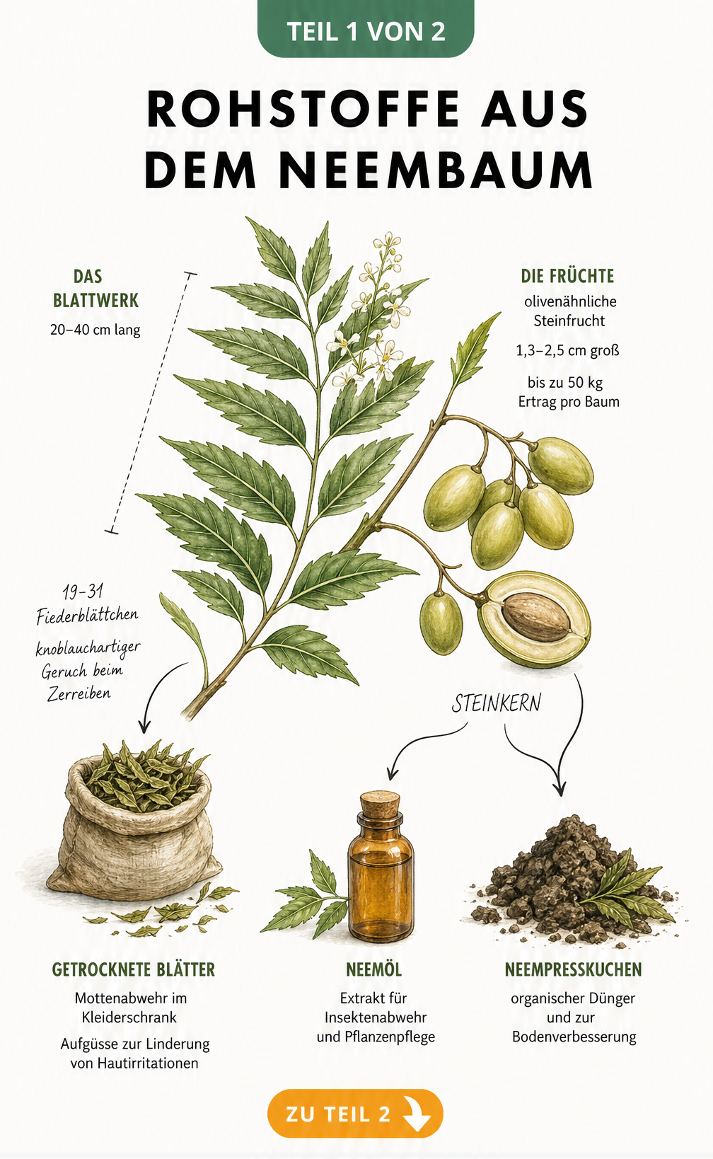 Botanische Illustration eines Neembaum-Zweigs mit Blättern und Früchten sowie deren Endprodukten wie Neemöl und Neempresskuchen
