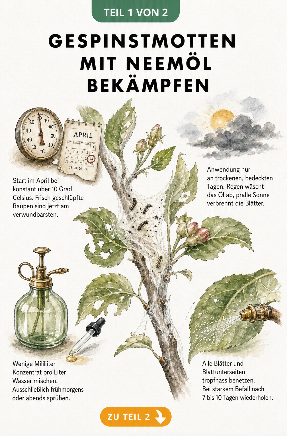 Illustration eines Apfelbaumzweigs mit Gespinst und Vignetten zur Anwendung von Neemöl gegen Gespinstmotten