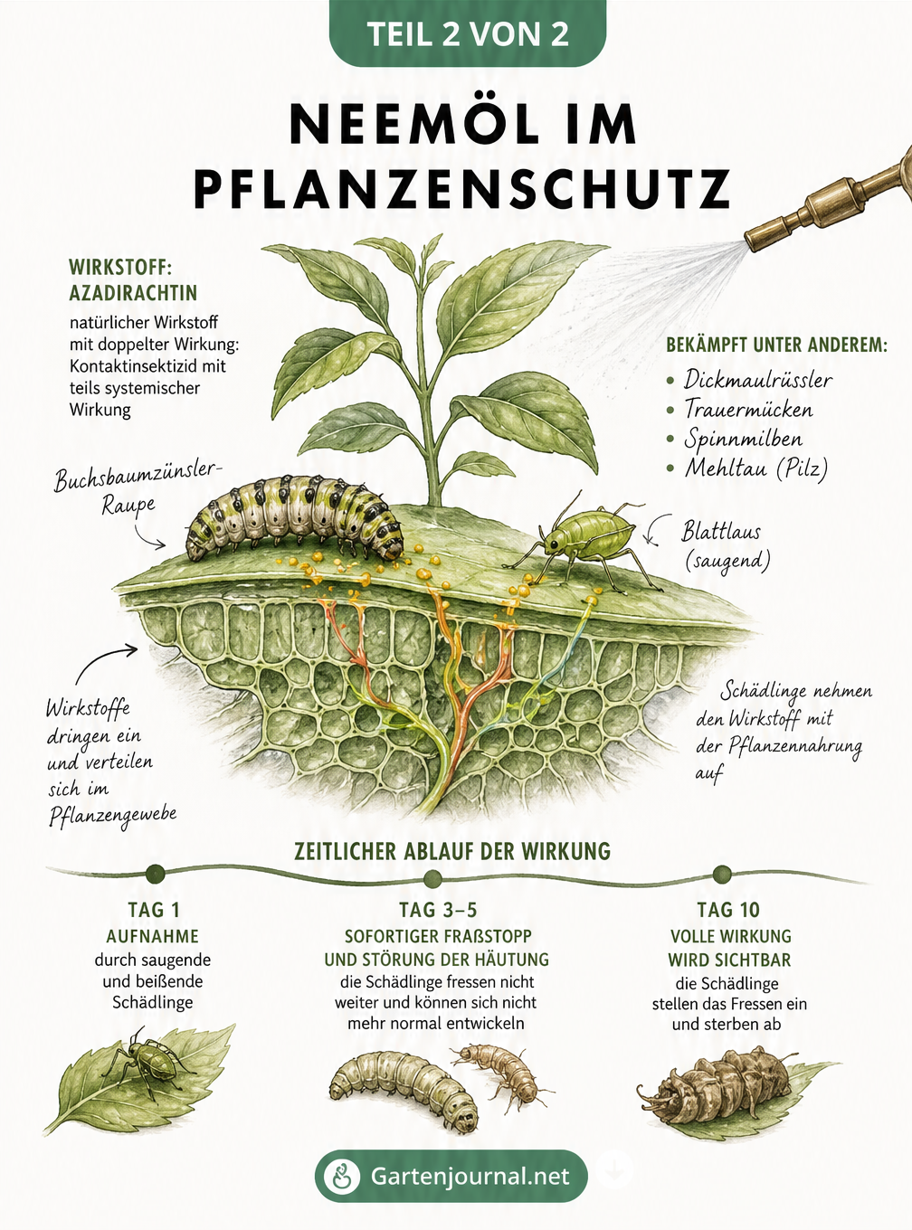 Illustration der Wirkweise von Neemöl in einer Pflanze gegen Schädlinge wie Blattläuse und Buchsbaumzünsler über einen Zeitraum von 10 Tagen