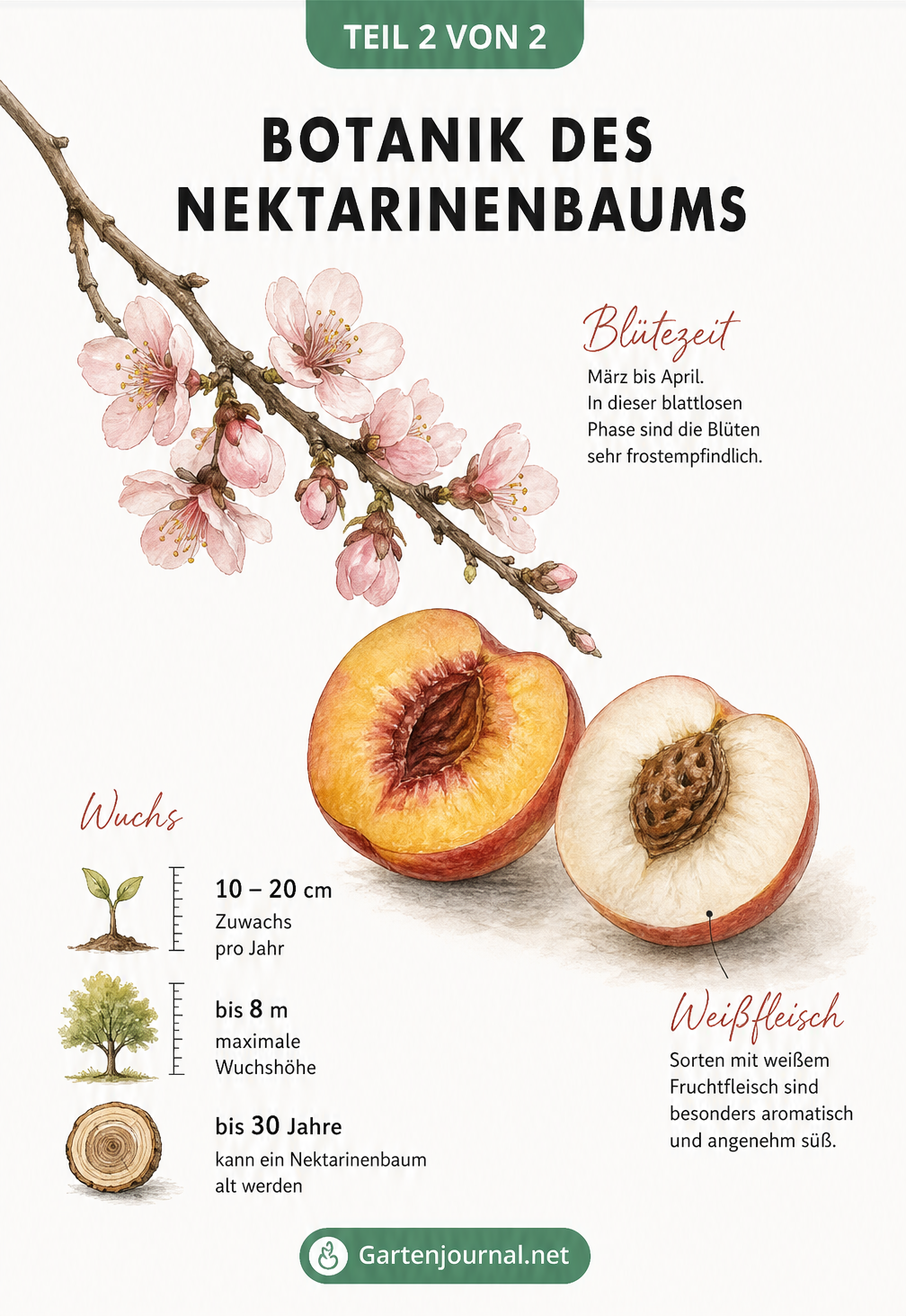 Botanische Skizze eines Nektarinenbaums mit Blüten, gelb-rötlicher und weißer Nektarine sowie Angaben zu Wuchs und Blütezeit