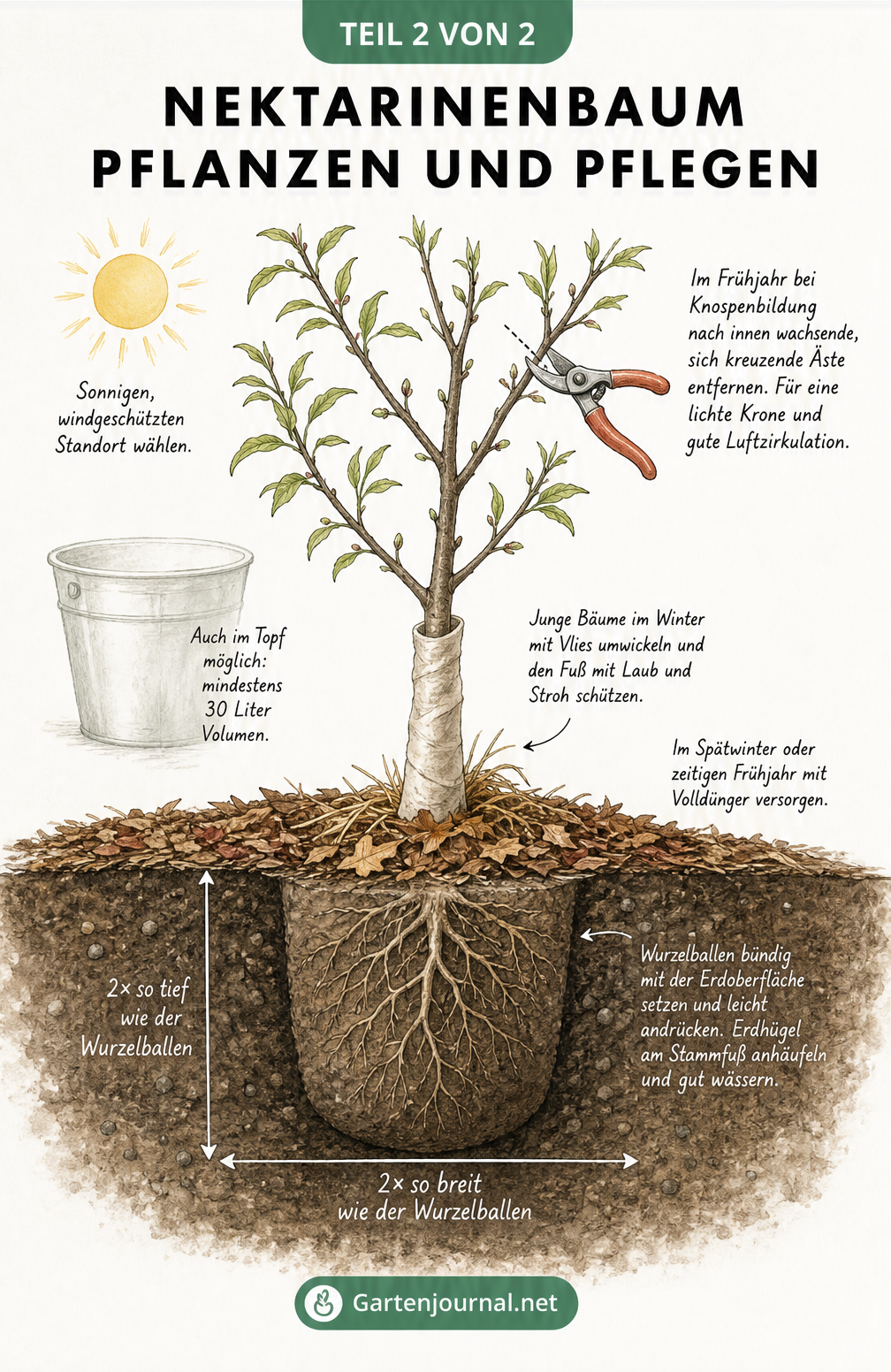 Illustration eines jungen Nektarinenbaums mit Pflanzloch, Mulchschicht, Frostschutz und Gartenschere
