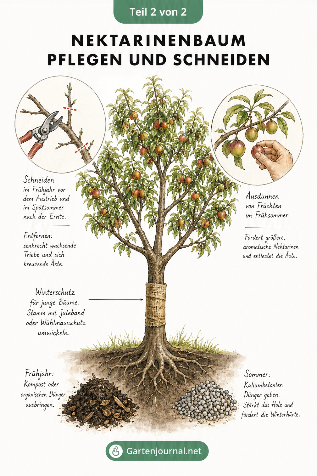 Illustration eines Nektarinenbaums mit Details zum Rückschnitt, Ausdünnen der Früchte, Winterschutz und Düngen