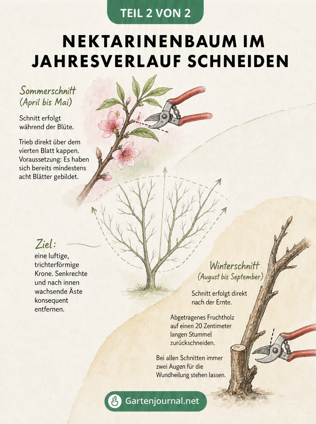 Aquarell-Illustration zum Nektarinenbaum-Schnitt im Jahresverlauf: Sommerschnitt im Frühjahr und Winterschnitt im Spätsommer