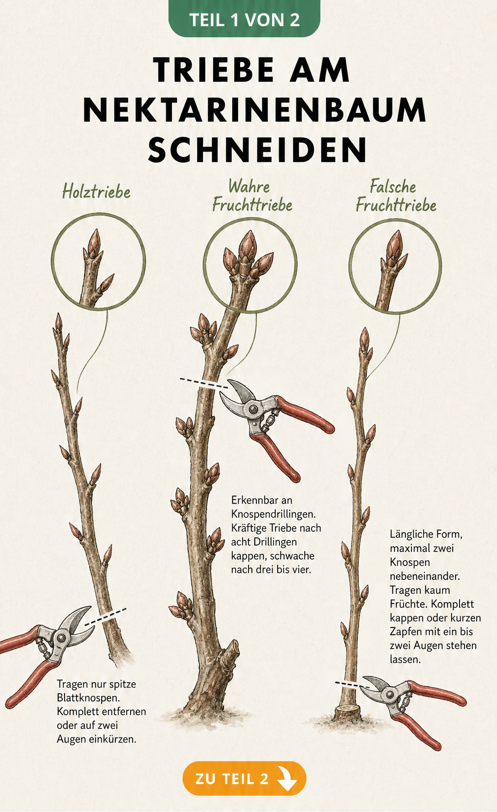 Illustration der drei Triebarten am Nektarinenbaum: Holztriebe, wahre Fruchttriebe und falsche Fruchttriebe mit Schnittmarkierungen