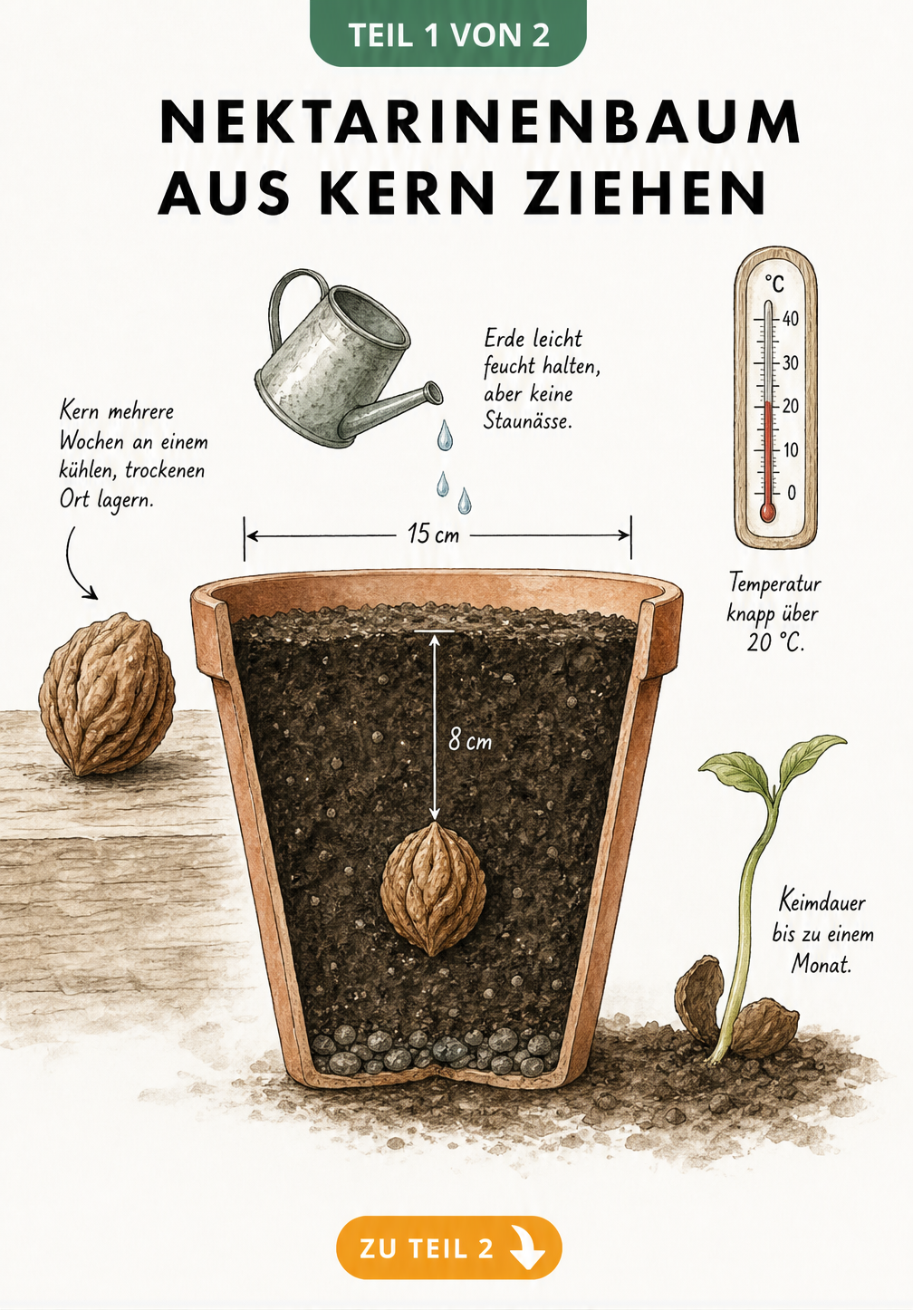 Querschnitt eines Tontopfs mit einem Nektarinenkern in Blumenerde, Gießkanne und Thermometer