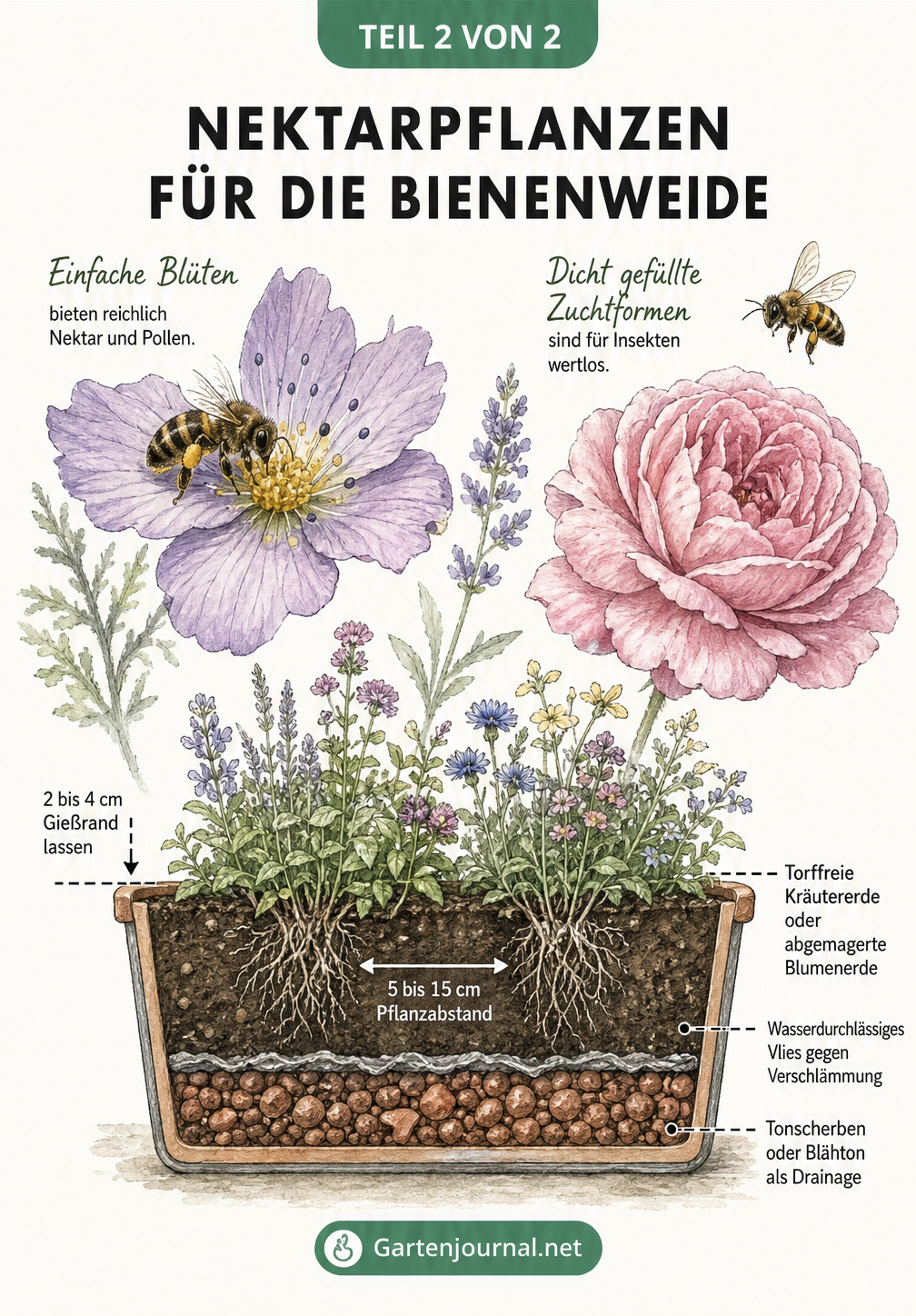 Vergleich von einfachen und gefüllten Blüten sowie Querschnitt eines bepflanzten Balkonkastens mit Drainage und Kräutererde