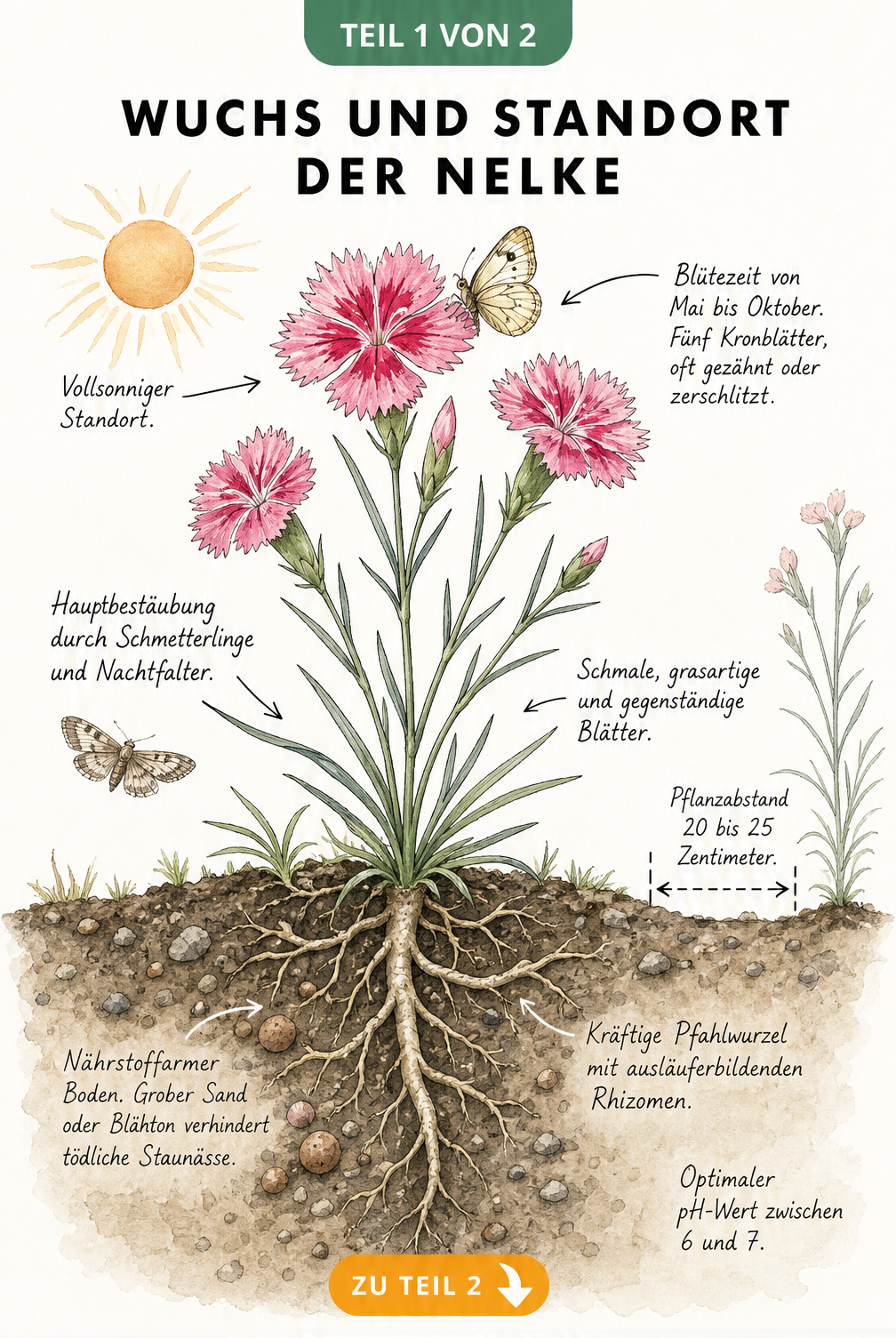 Botanische Illustration einer Nelke im Querschnitt mit Details zu Wuchs, Wurzeln und dem optimalen sonnigen Standort