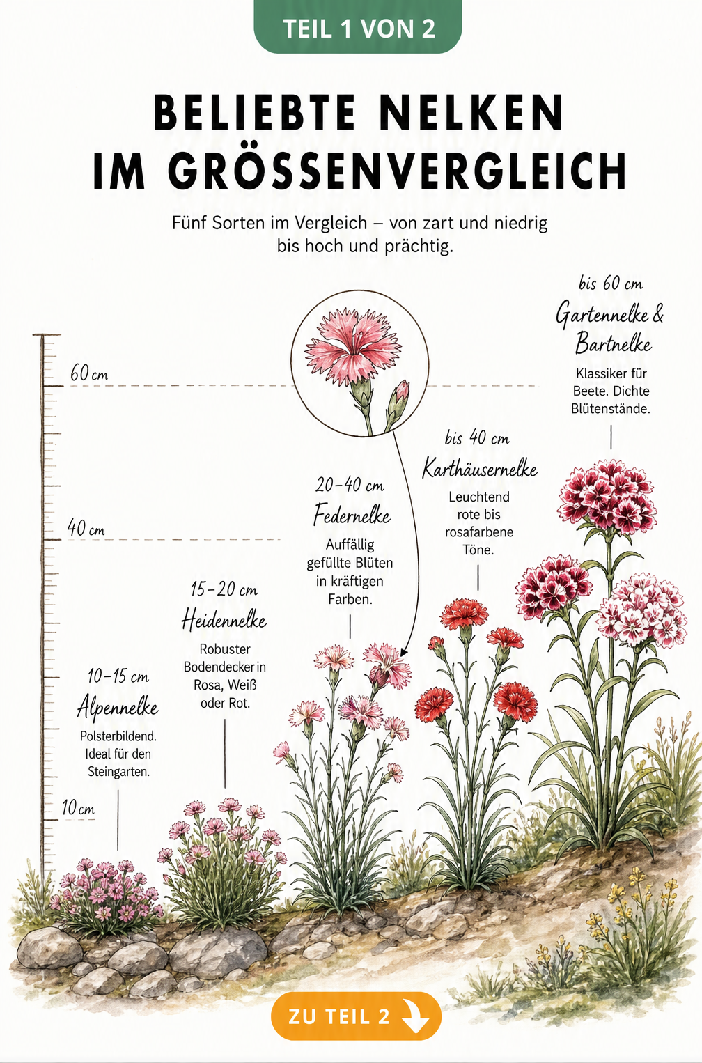 Illustration von fünf Nelkenarten im Größenvergleich von Alpennelke bis Gartennelke