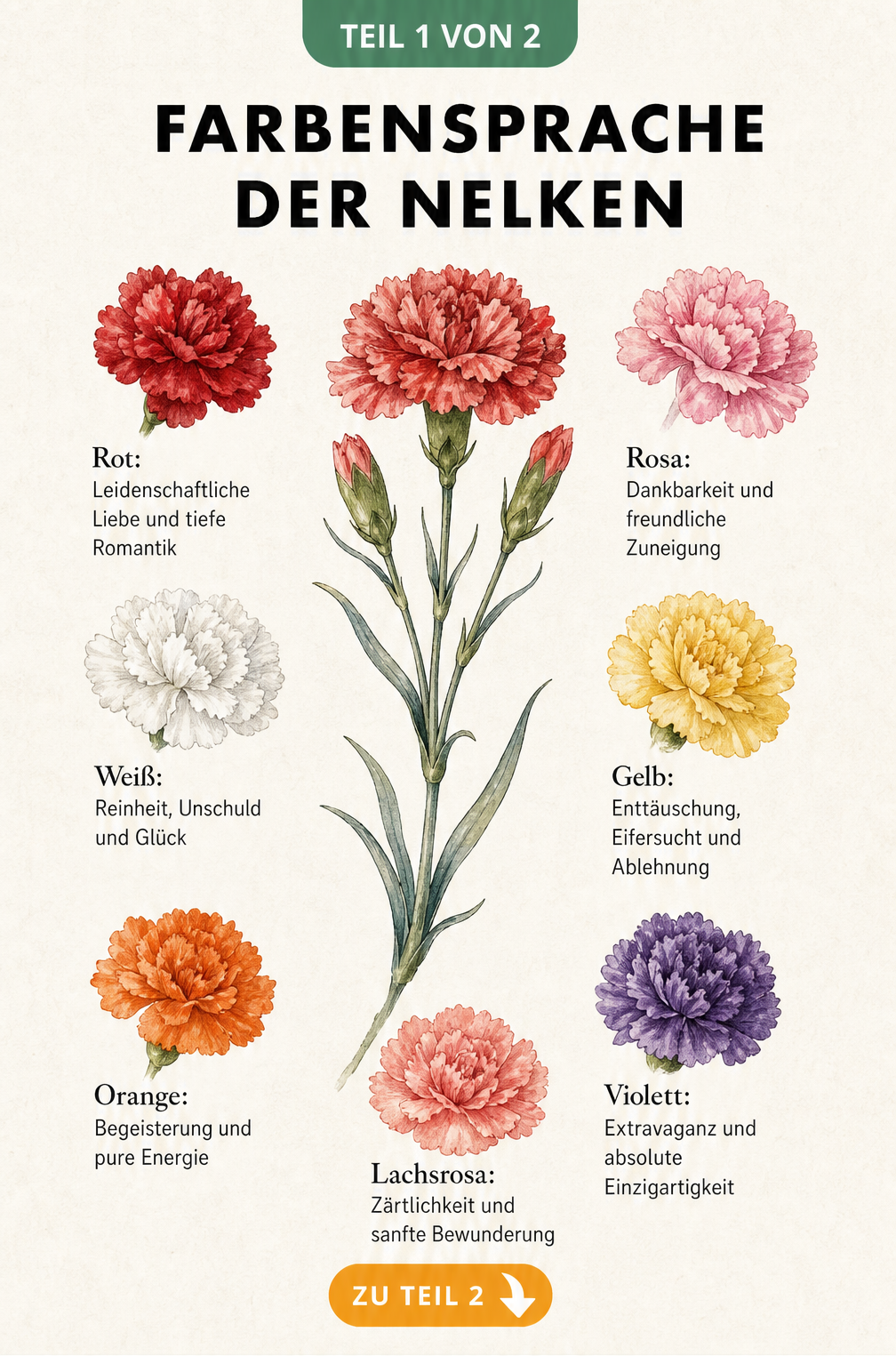 Aquarell-Illustration einer Nelke umgeben von sieben verschiedenfarbigen Blüten mit ihrer jeweiligen Bedeutung