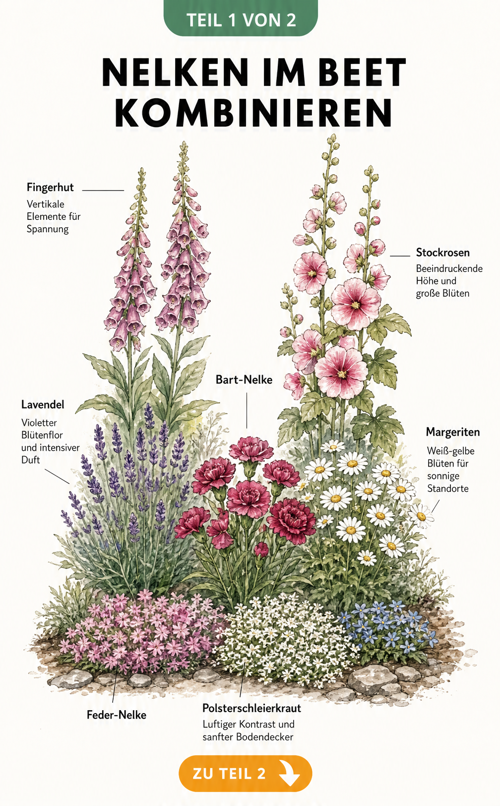 Botanische Illustration eines Gartenbeets mit Nelken, Polsterschleierkraut, Lavendel, Margeriten, Fingerhut und Stockrosen, gestaffelt nach Wuchshöhen.