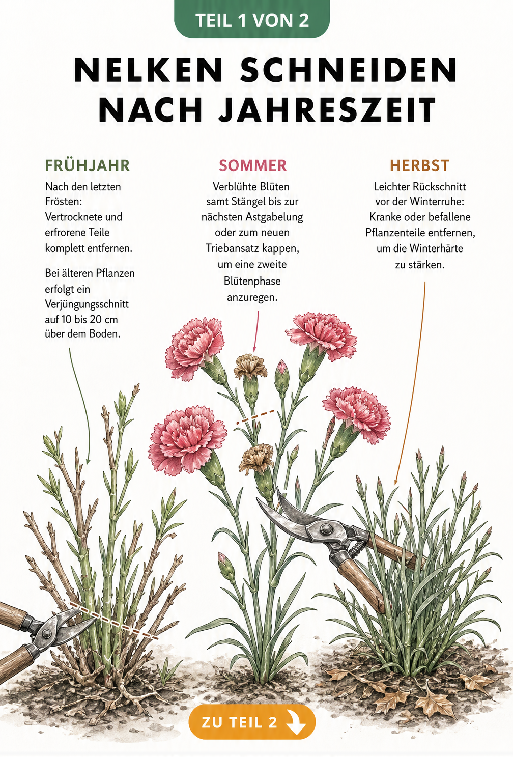 Botanische Illustration einer Nelke im Frühjahr, Sommer und Herbst mit Hinweisen zum richtigen Schnitt
