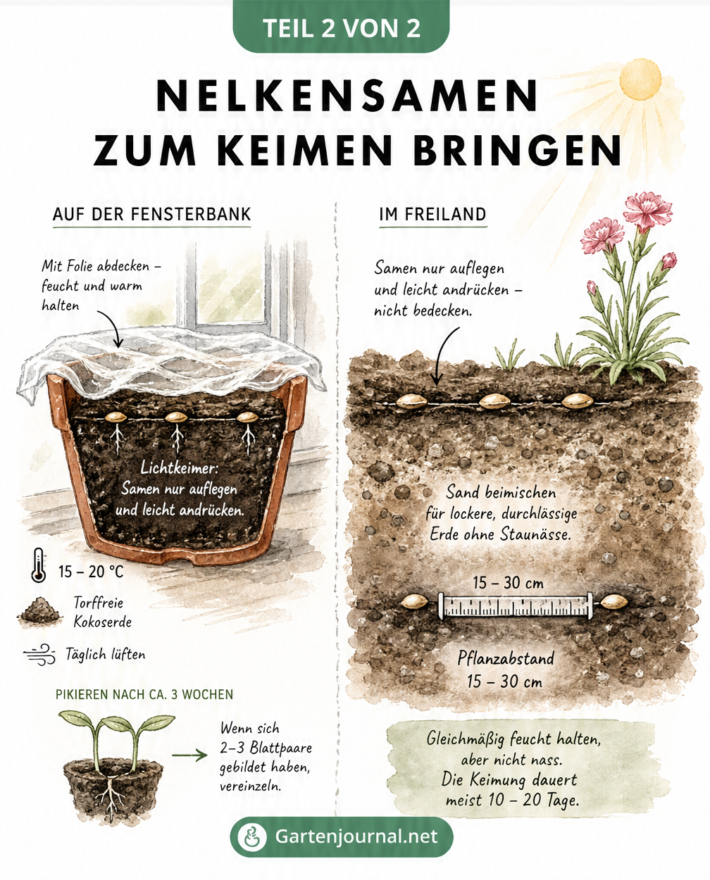 Schnittzeichnung von Nelkensamen auf der Fensterbank und im Freiland, die zeigt, dass Nelken Lichtkeimer sind.