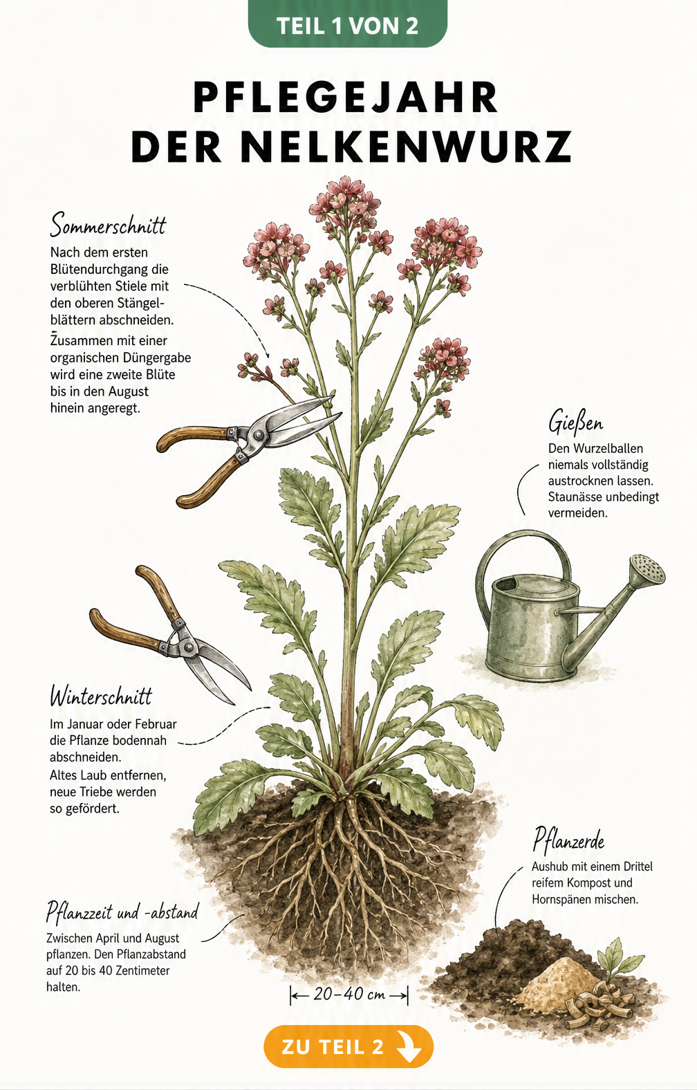 Botanische Illustration einer Nelkenwurz mit Pflegeschritten wie Pflanzung, Schnitt und Gießen