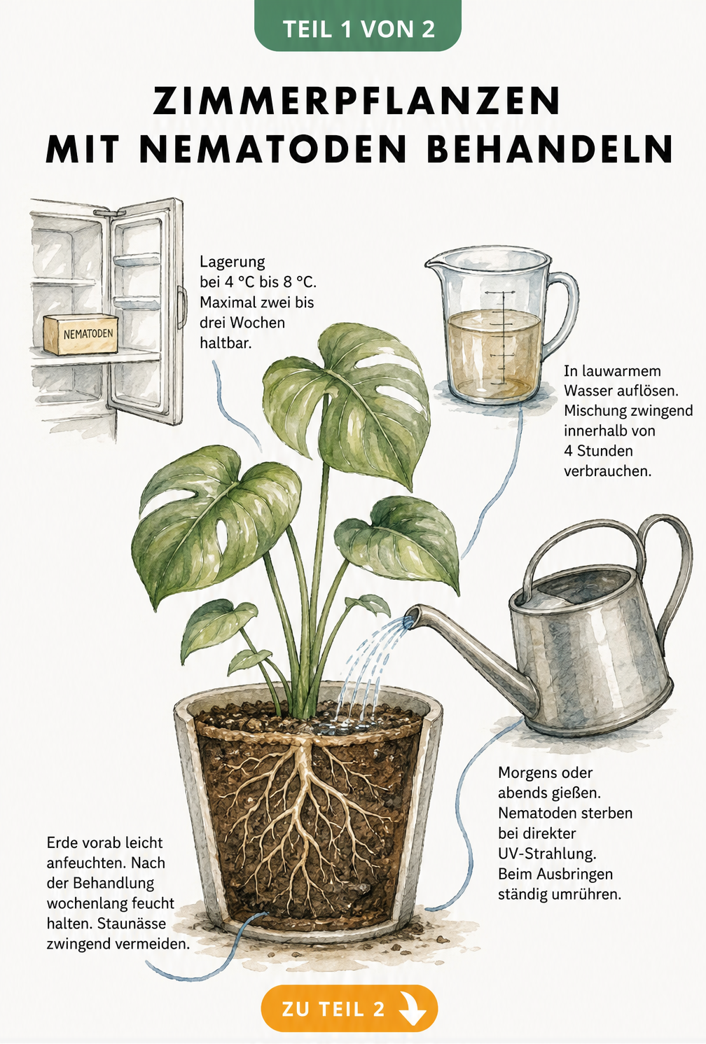Illustration der Anwendungsschritte von Nematoden bei Zimmerpflanzen: Lagerung, Mischen mit Wasser und Gießen der Erde