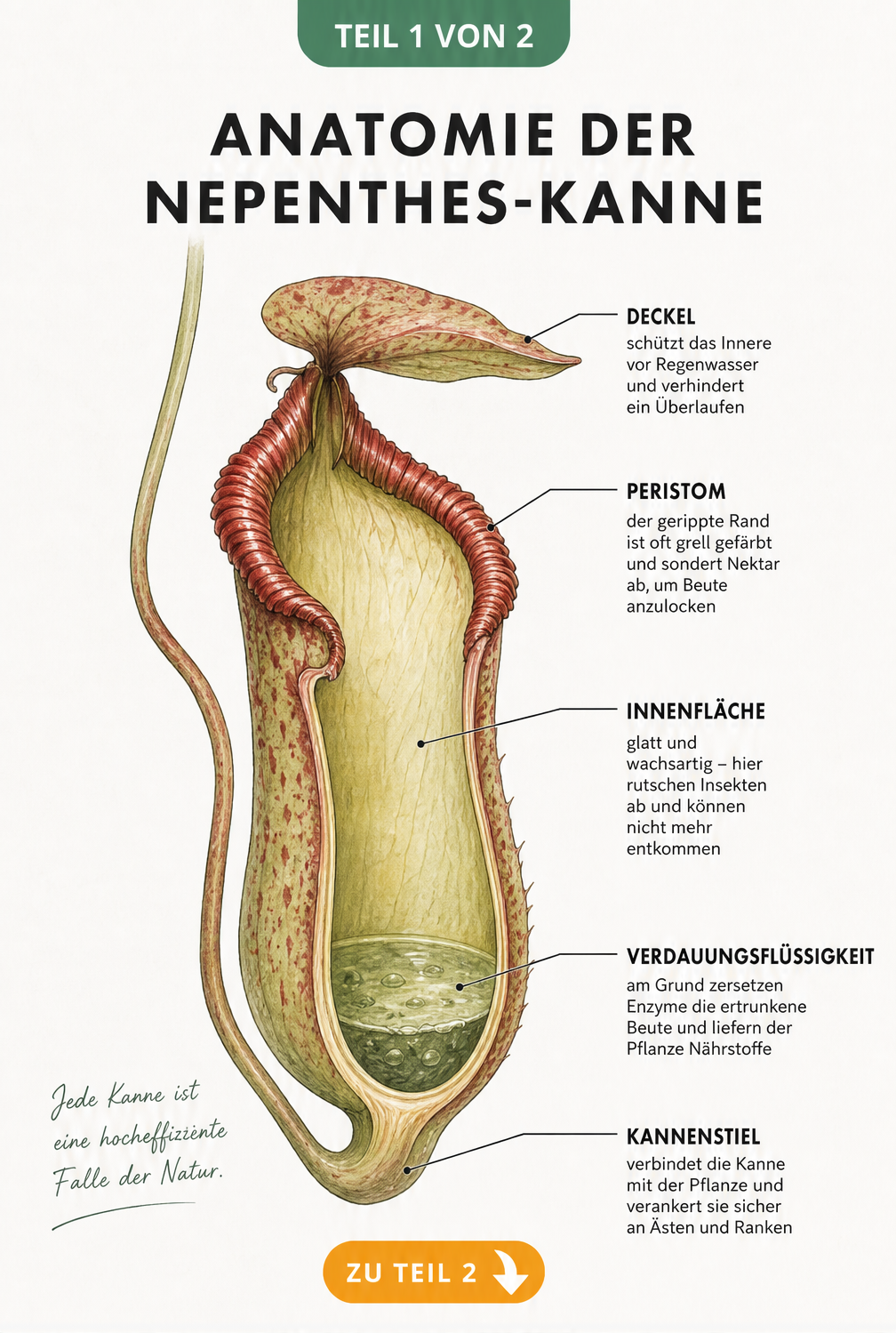 Botanische Illustration der Anatomie einer Nepenthes-Kanne mit Deckel, Peristom und Verdauungsflüssigkeit
