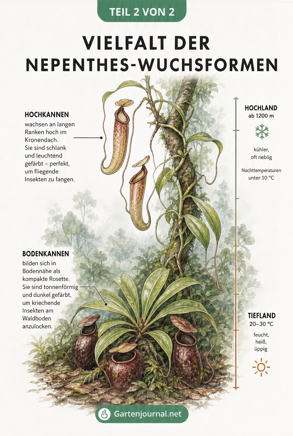 Illustration der Wuchsformen von Nepenthes mit Bodenkannen im Tiefland und Hochkannen als kletternde Liane