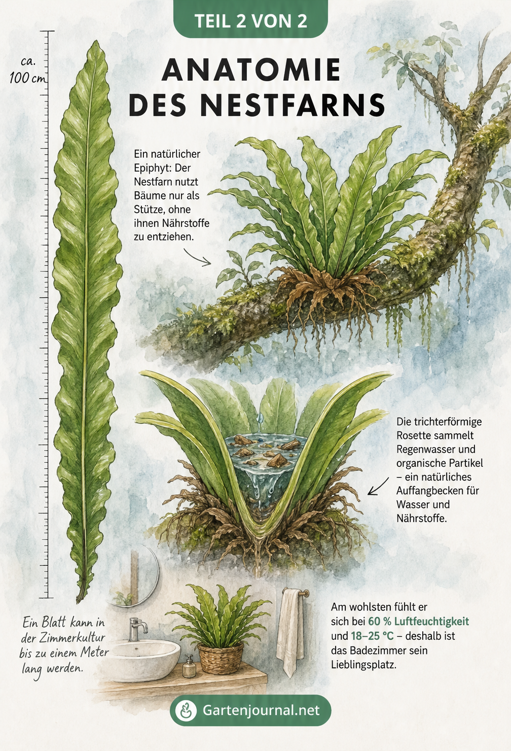 Botanische Lehrtafel des Nestfarns, die seine epiphytische Wuchsform auf einem Ast und den Querschnitt der trichterförmigen Rosette zeigt