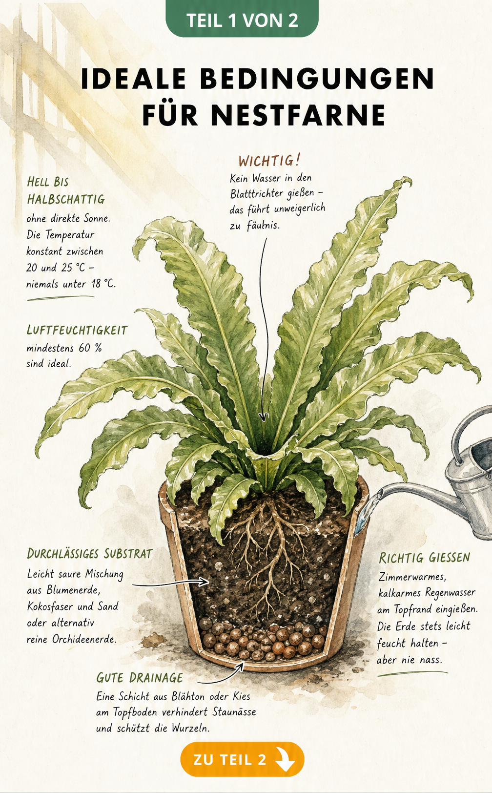 Botanische Illustration eines Nestfarns im Topf mit Hinweisen zu Standort, Temperatur, Luftfeuchtigkeit und Gießen